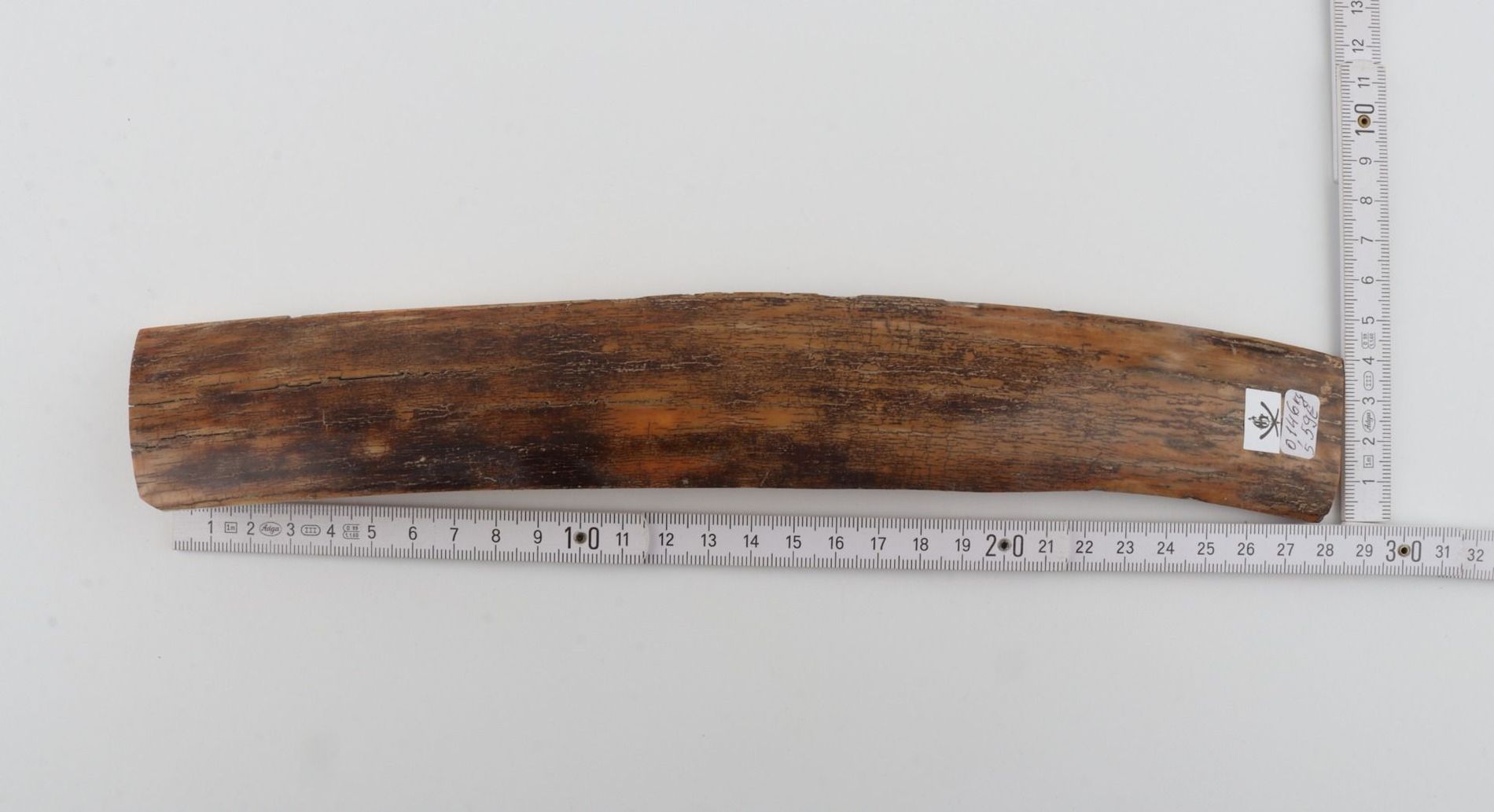 Brown-mustard mammoth bark