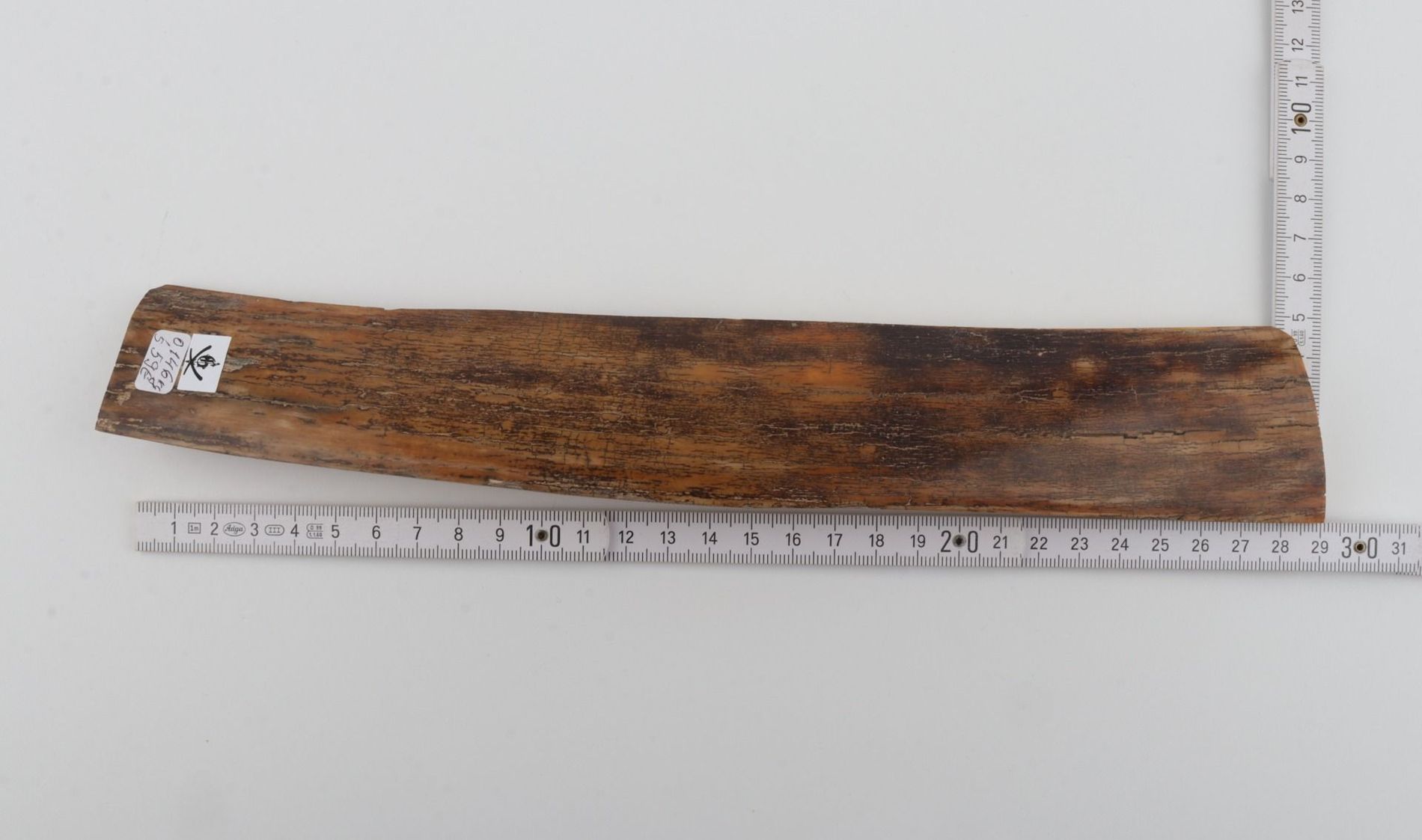 Brown-mustard mammoth bark