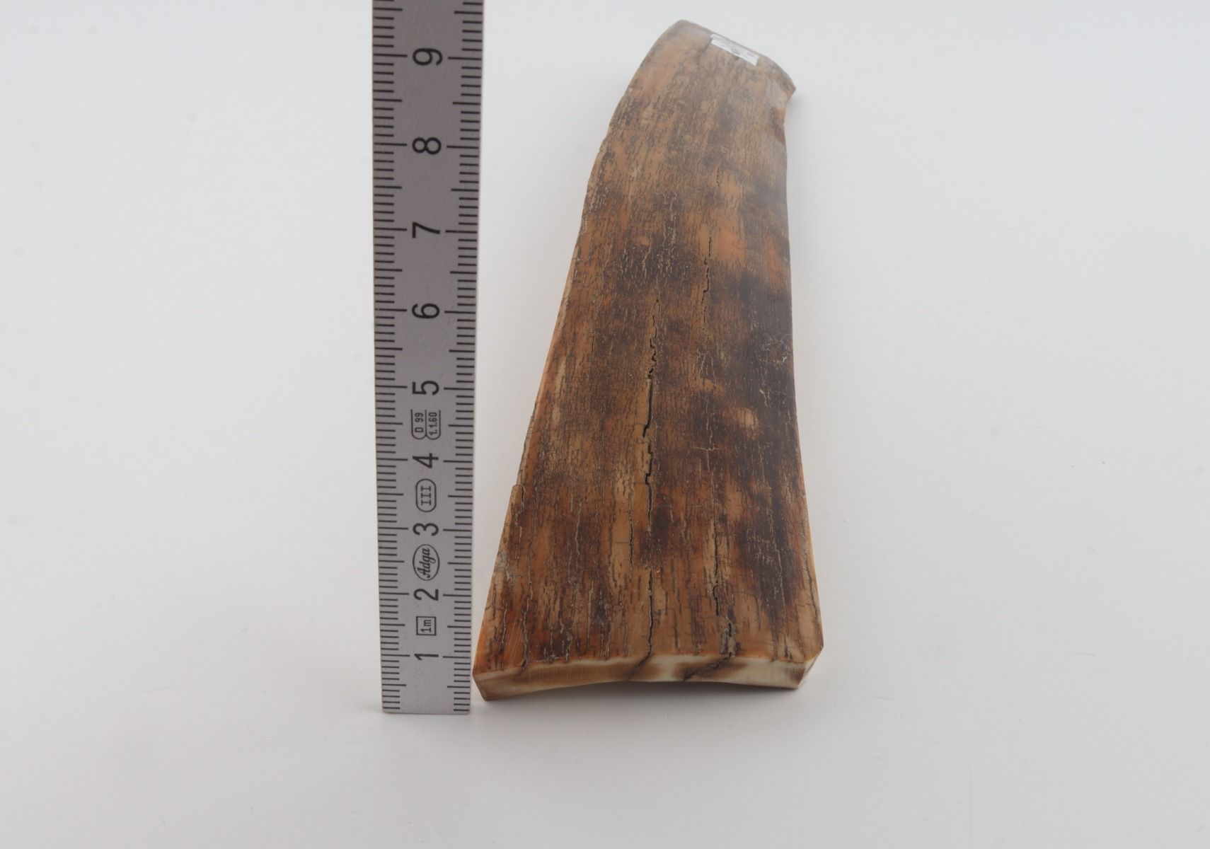 Brown-mustard mammoth bark