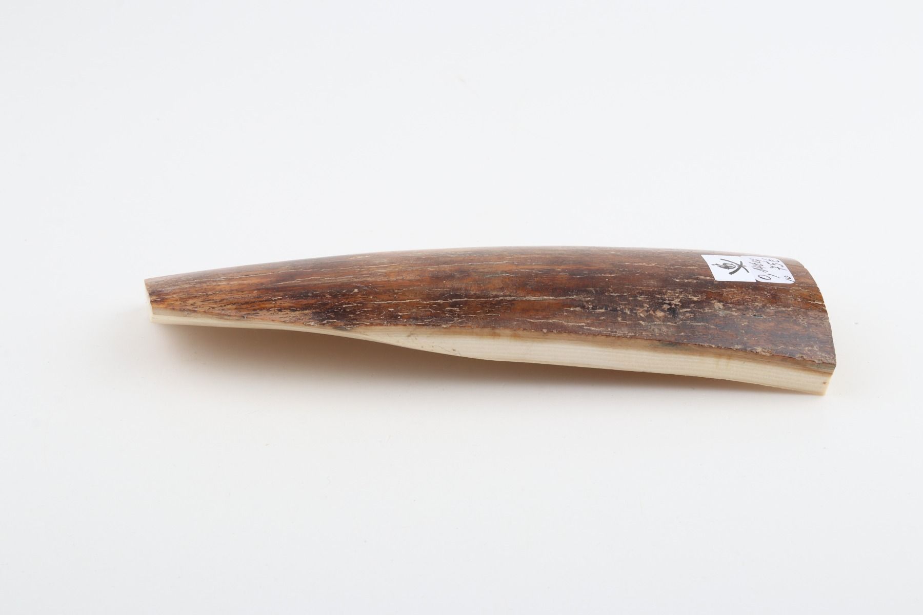 Caramel-brown mammoth bark