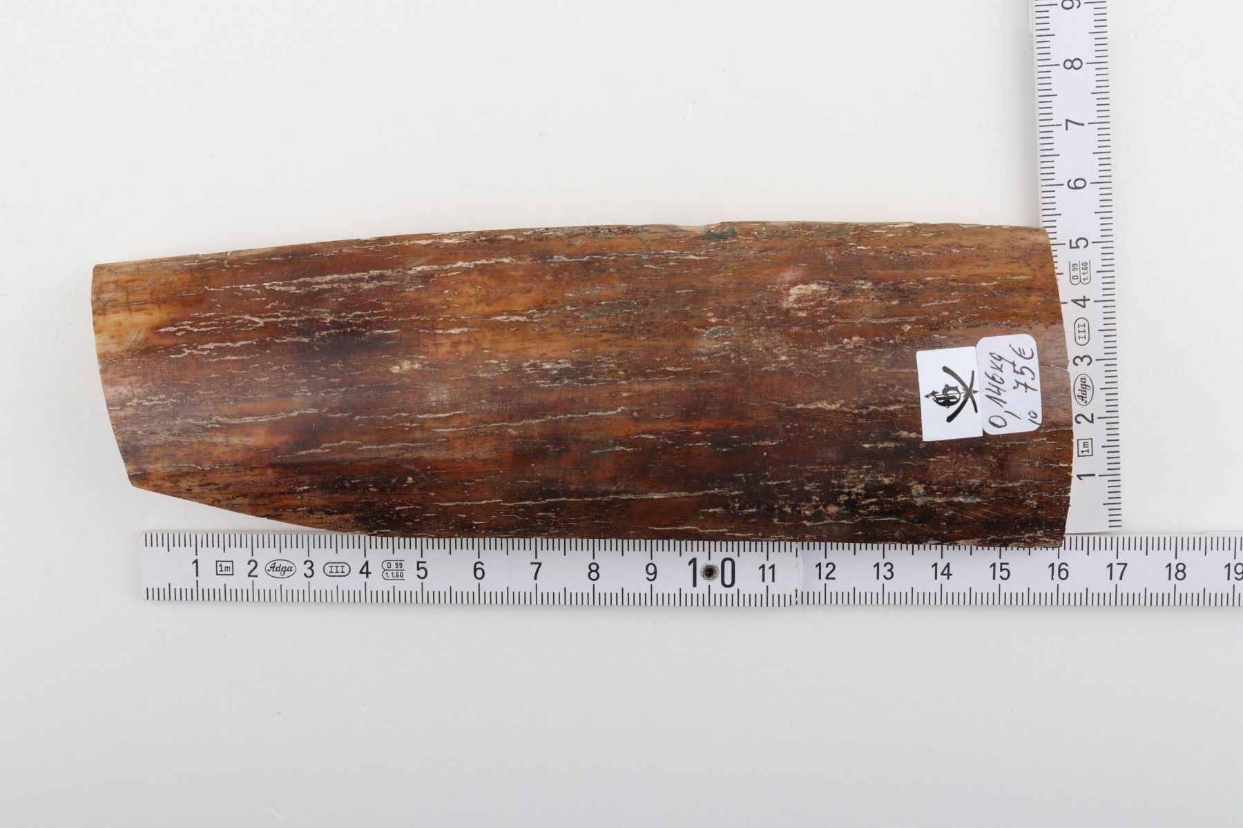 Caramel-brown mammoth bark
