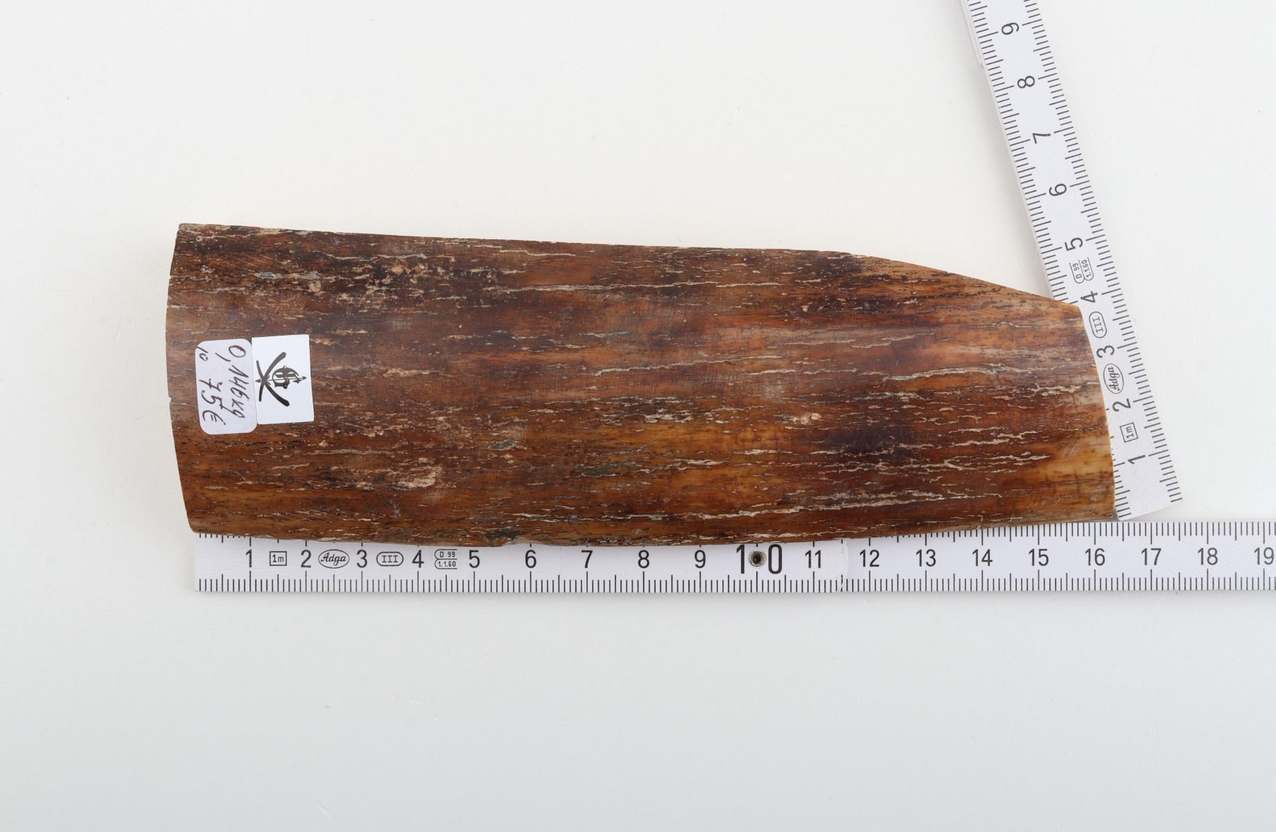 Caramel-brown mammoth bark