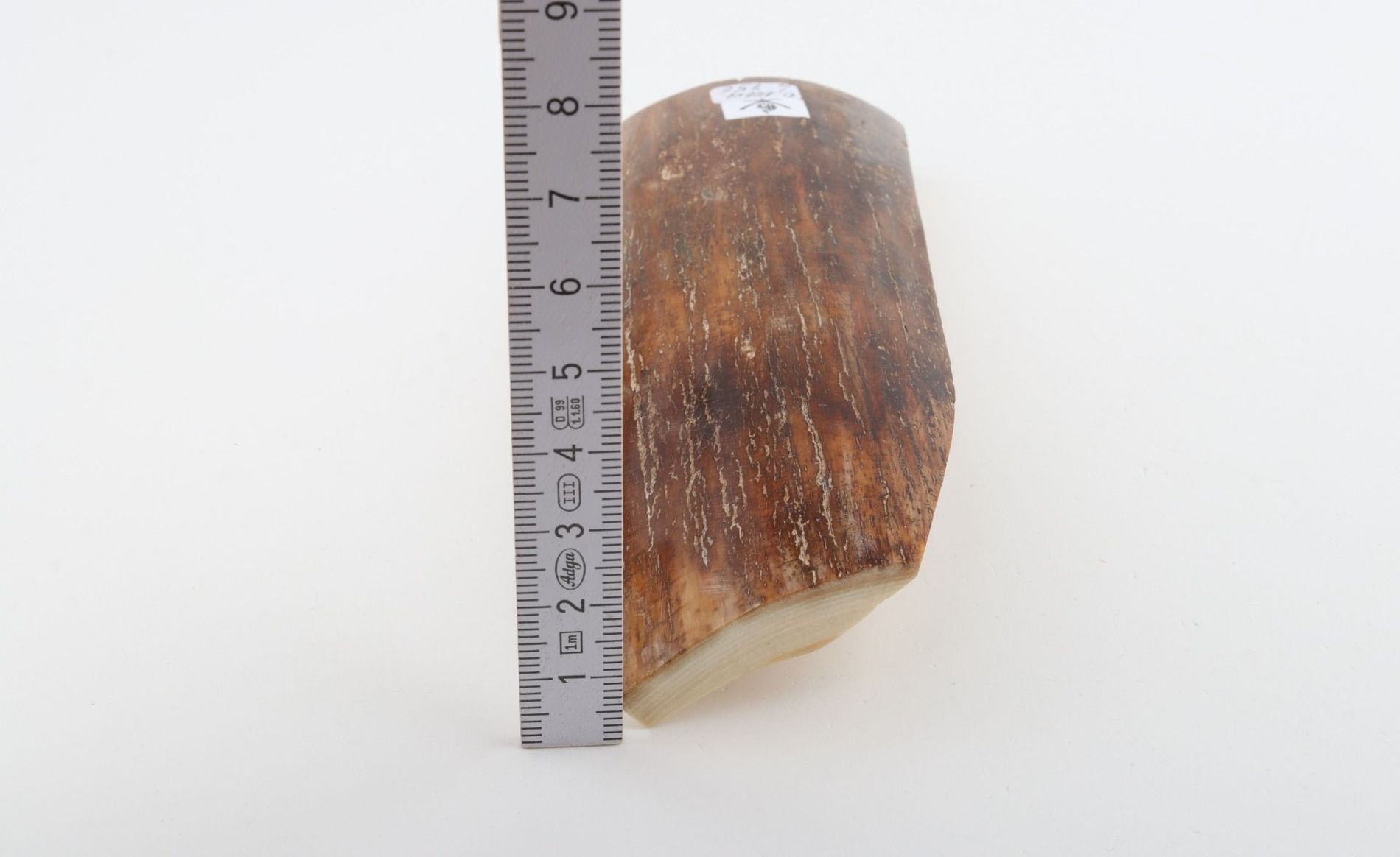 Caramel-brown mammoth bark
