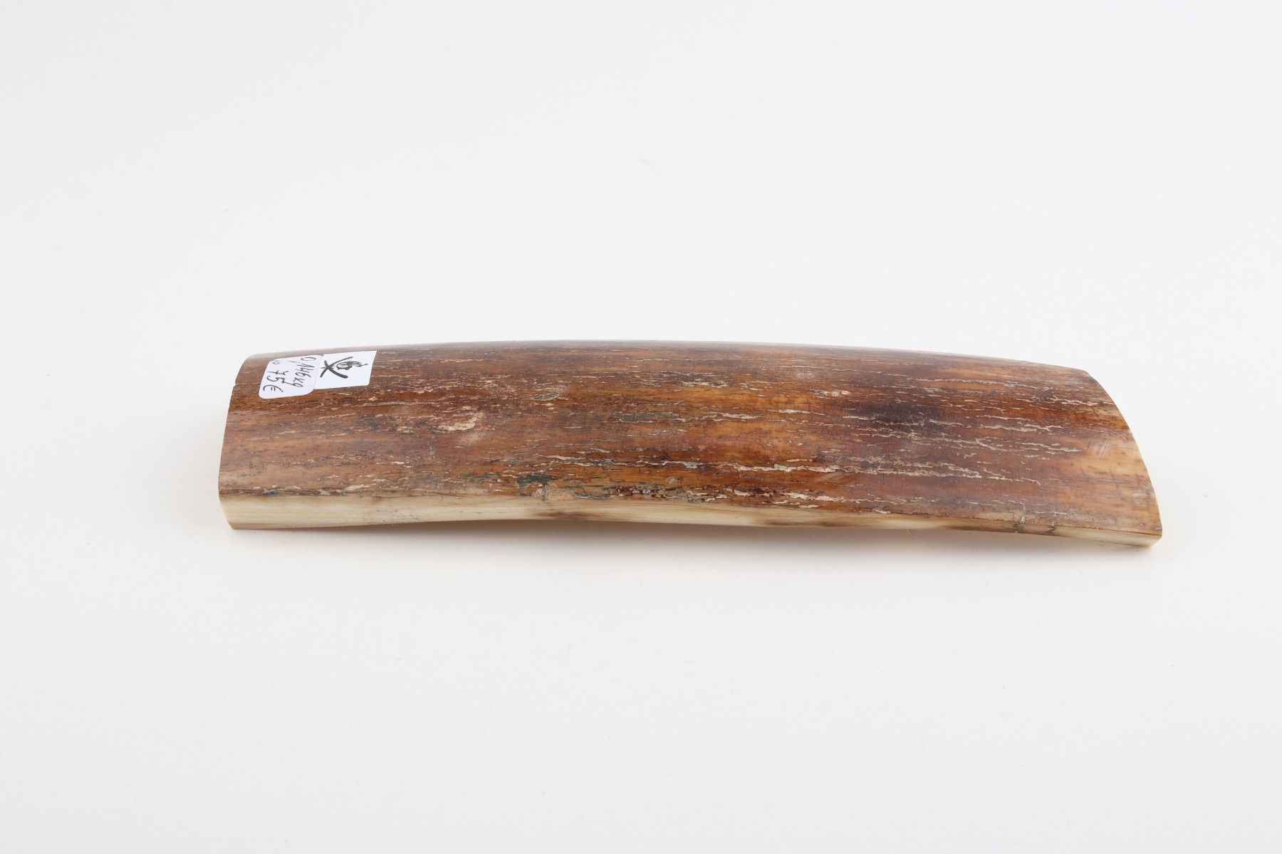 Caramel-brown mammoth bark