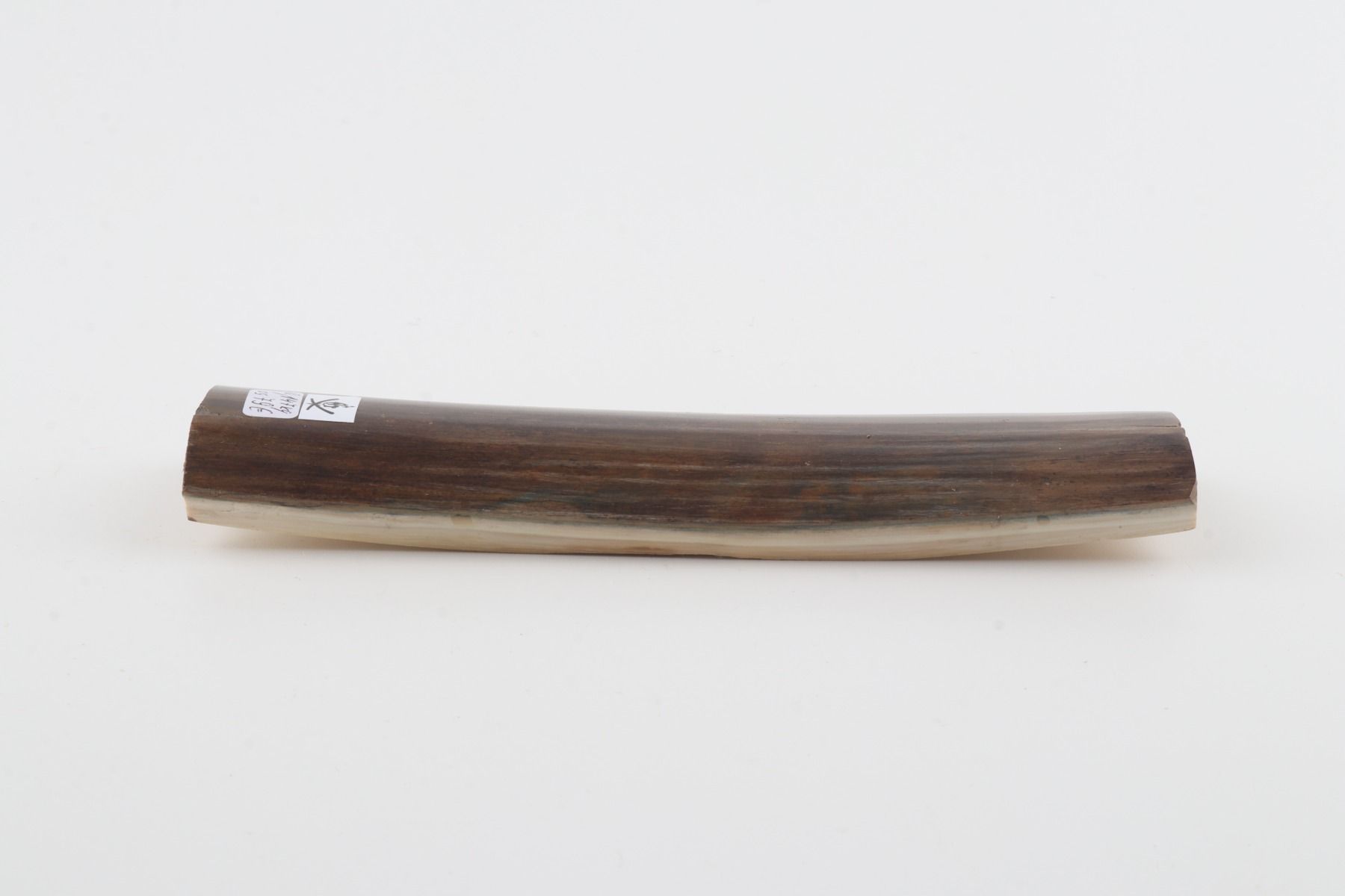 Brown-green mammoth bark