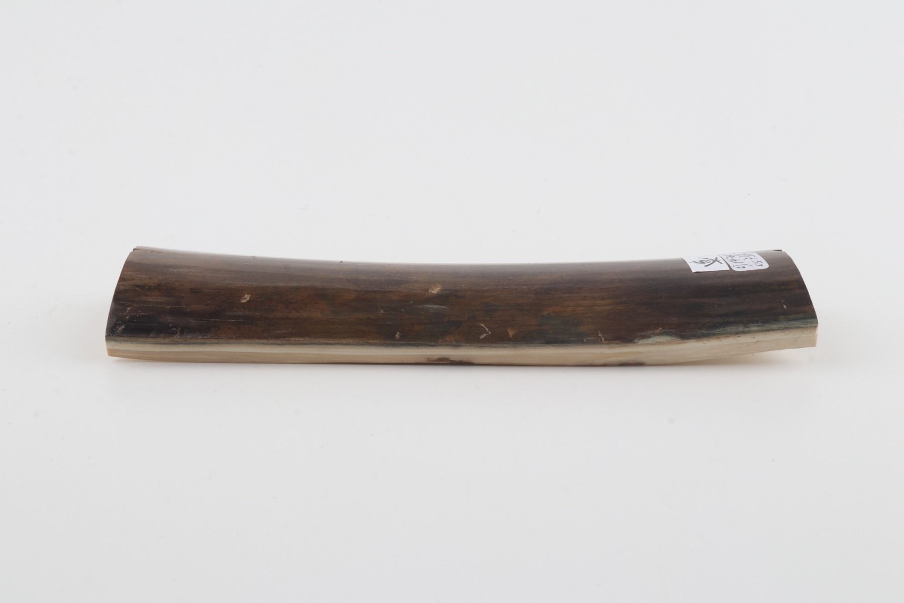 Brown-green mammoth bark