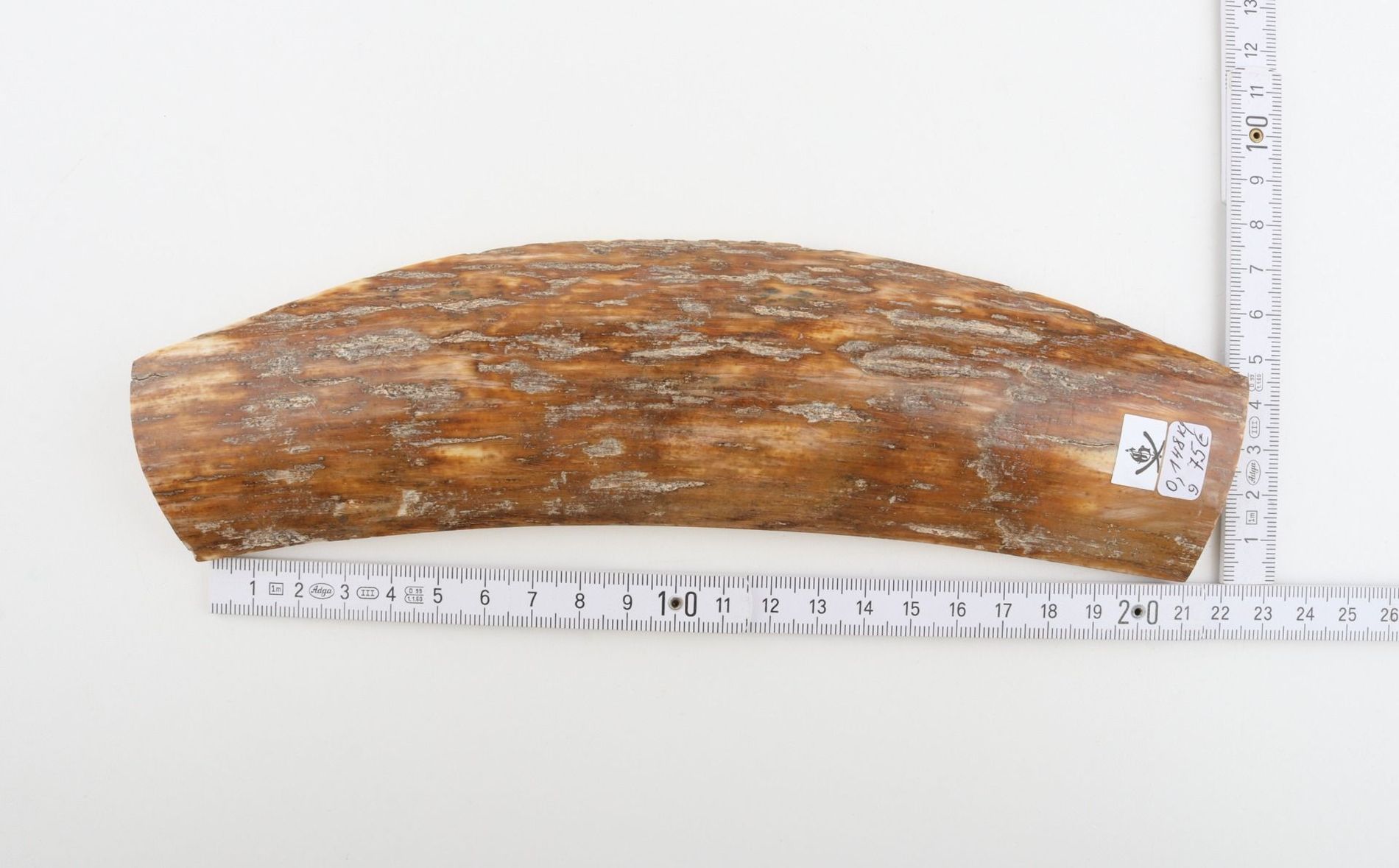 Caramel mammoth bark