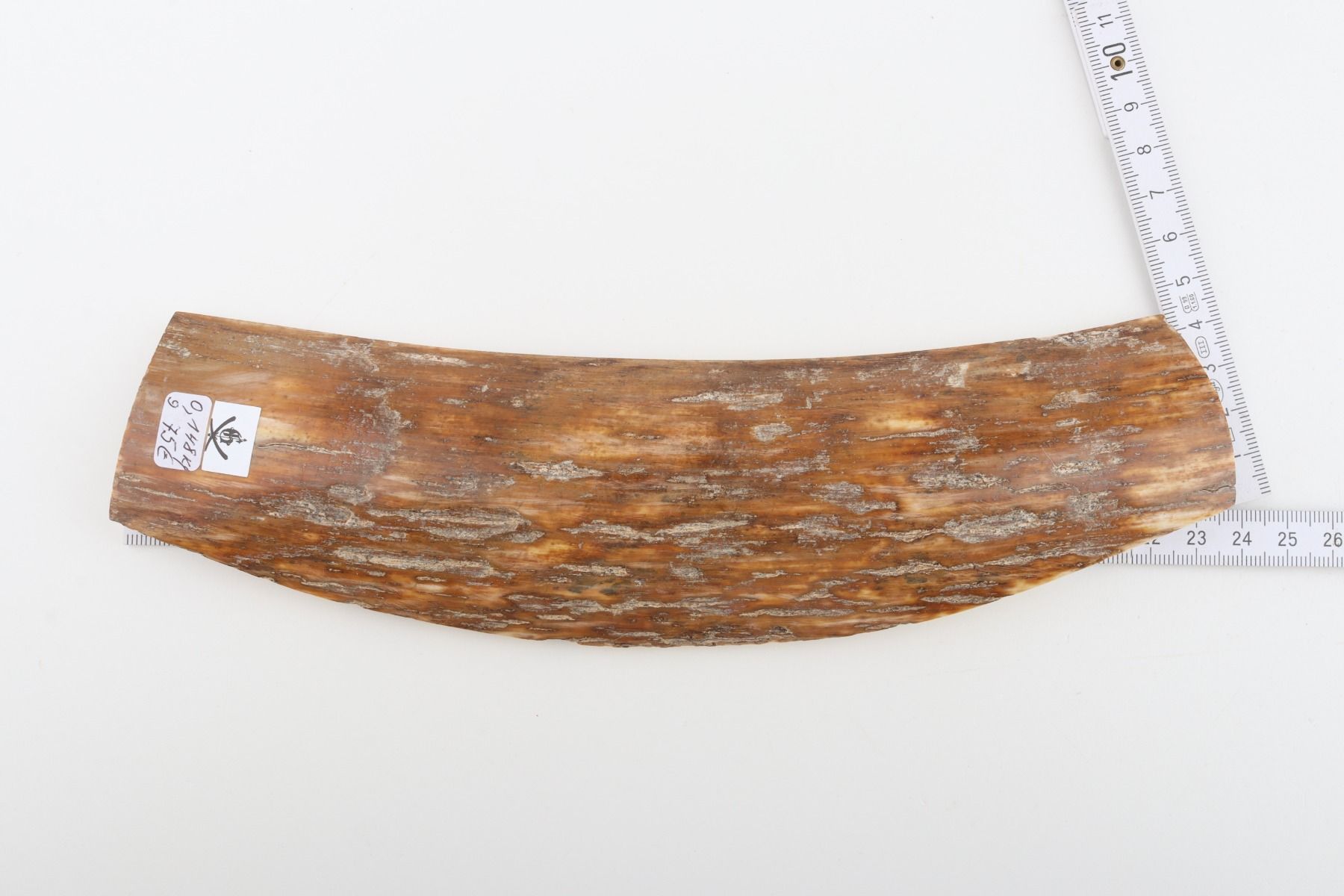 Caramel mammoth bark