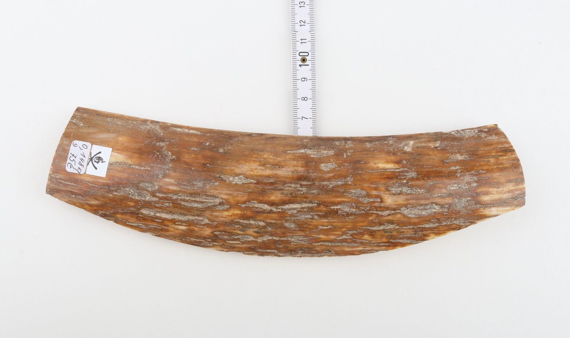 Caramel mammoth bark