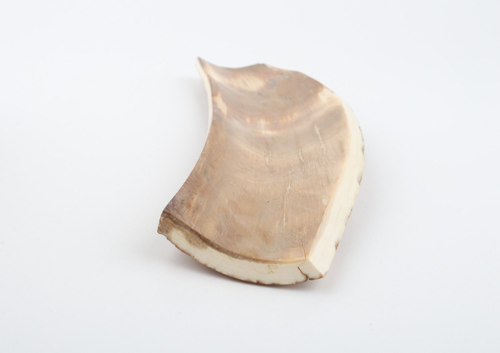 Caramel mammoth bark
