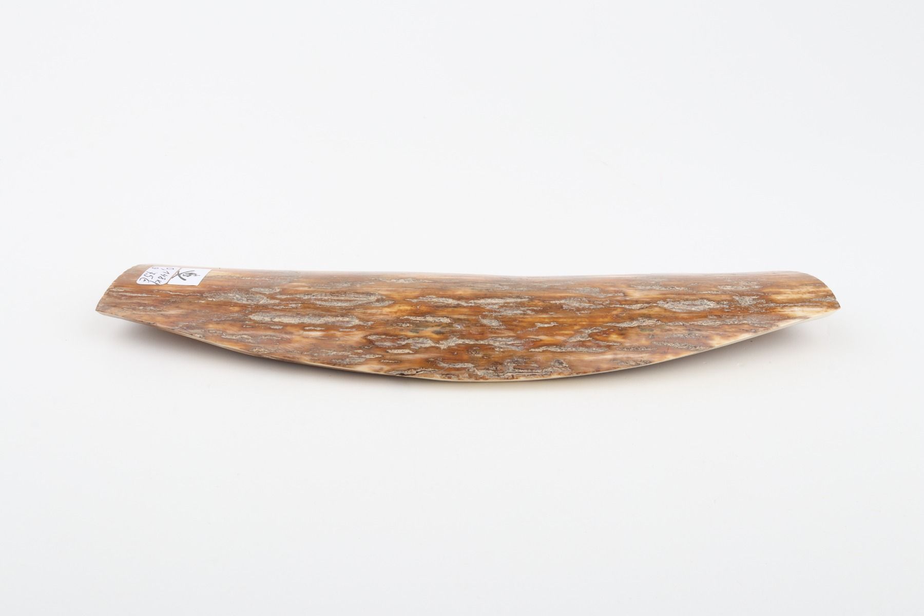 Caramel mammoth bark