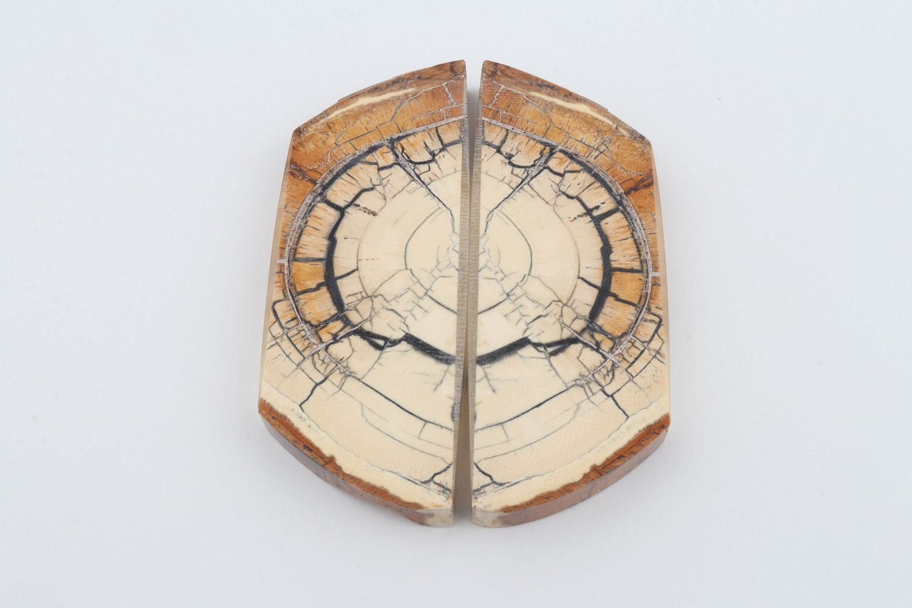 Stabilised mammoth ivory scales