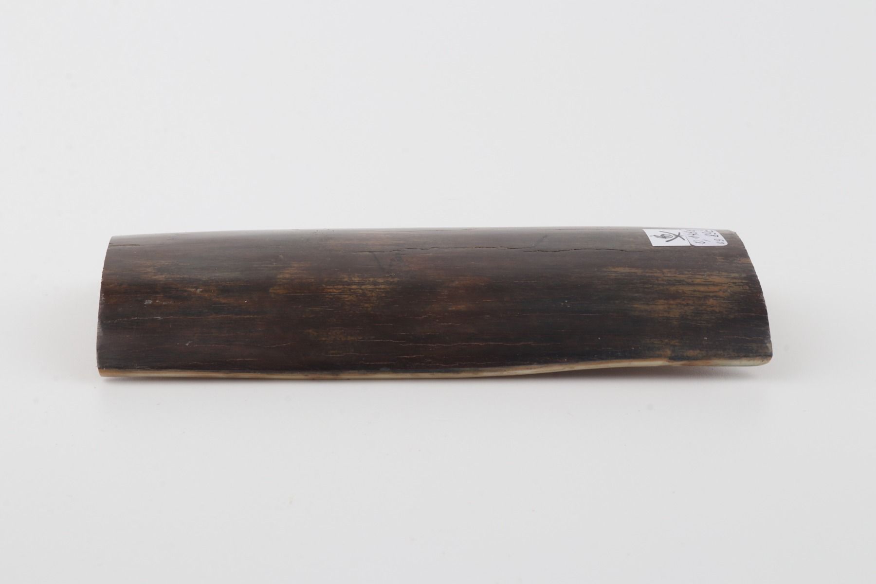Brown mammoth bark