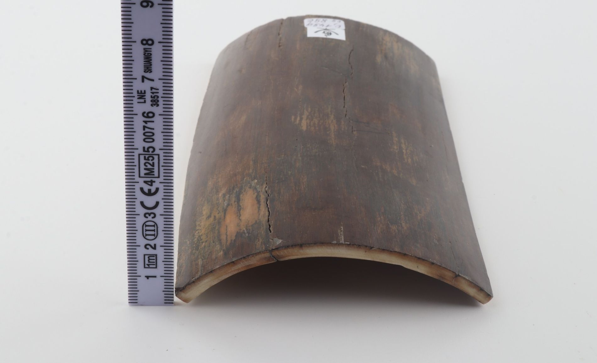 Brown mammoth bark