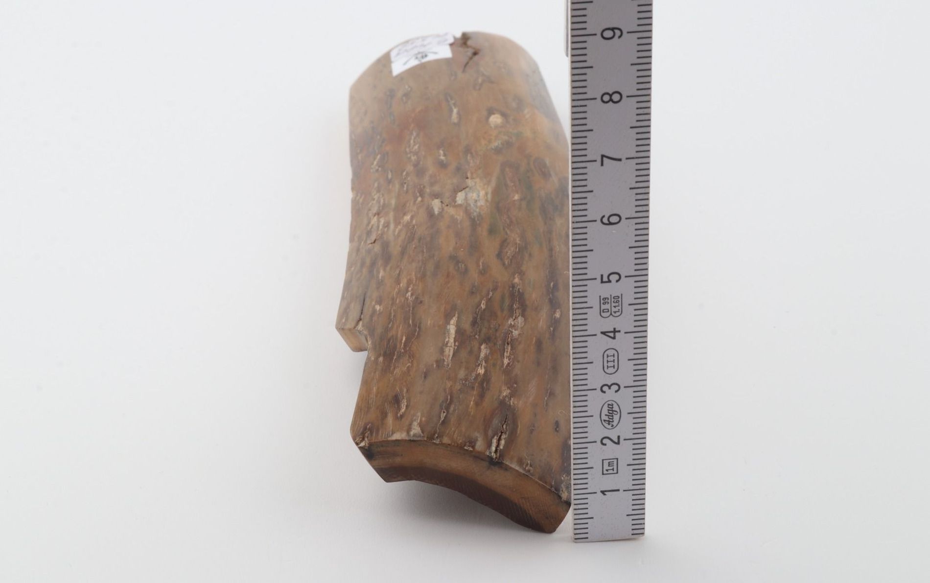 Brown-mustard mammoth bark