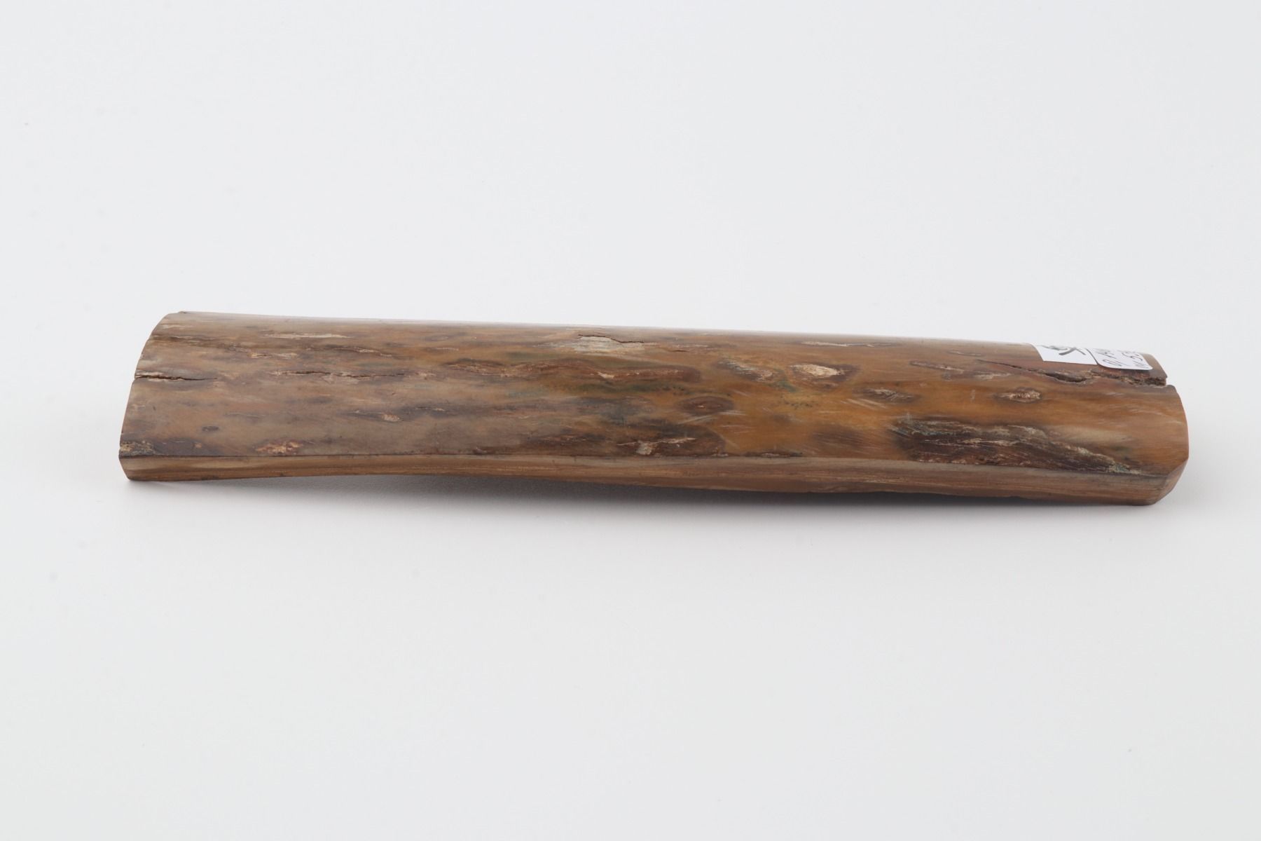 Brown-mustard mammoth bark