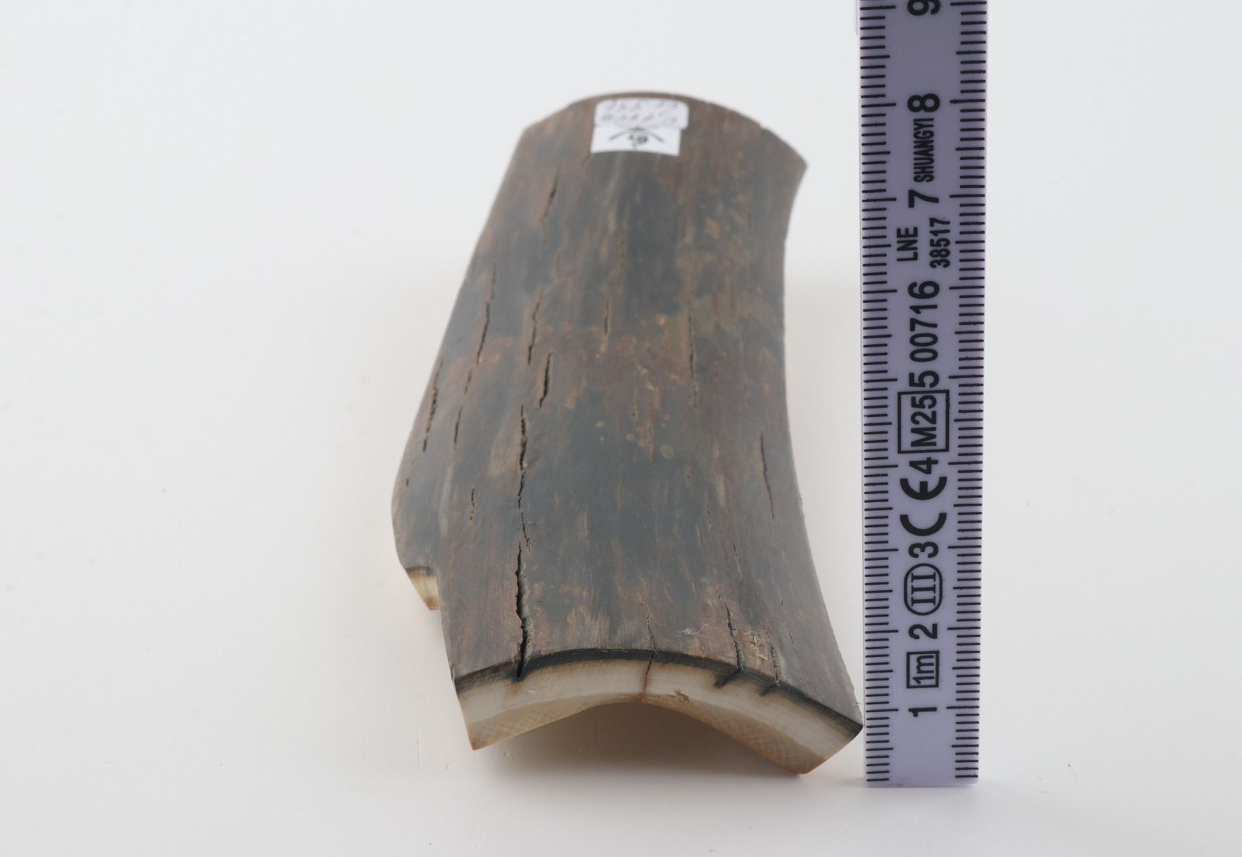 Brown-blue mammoth bark