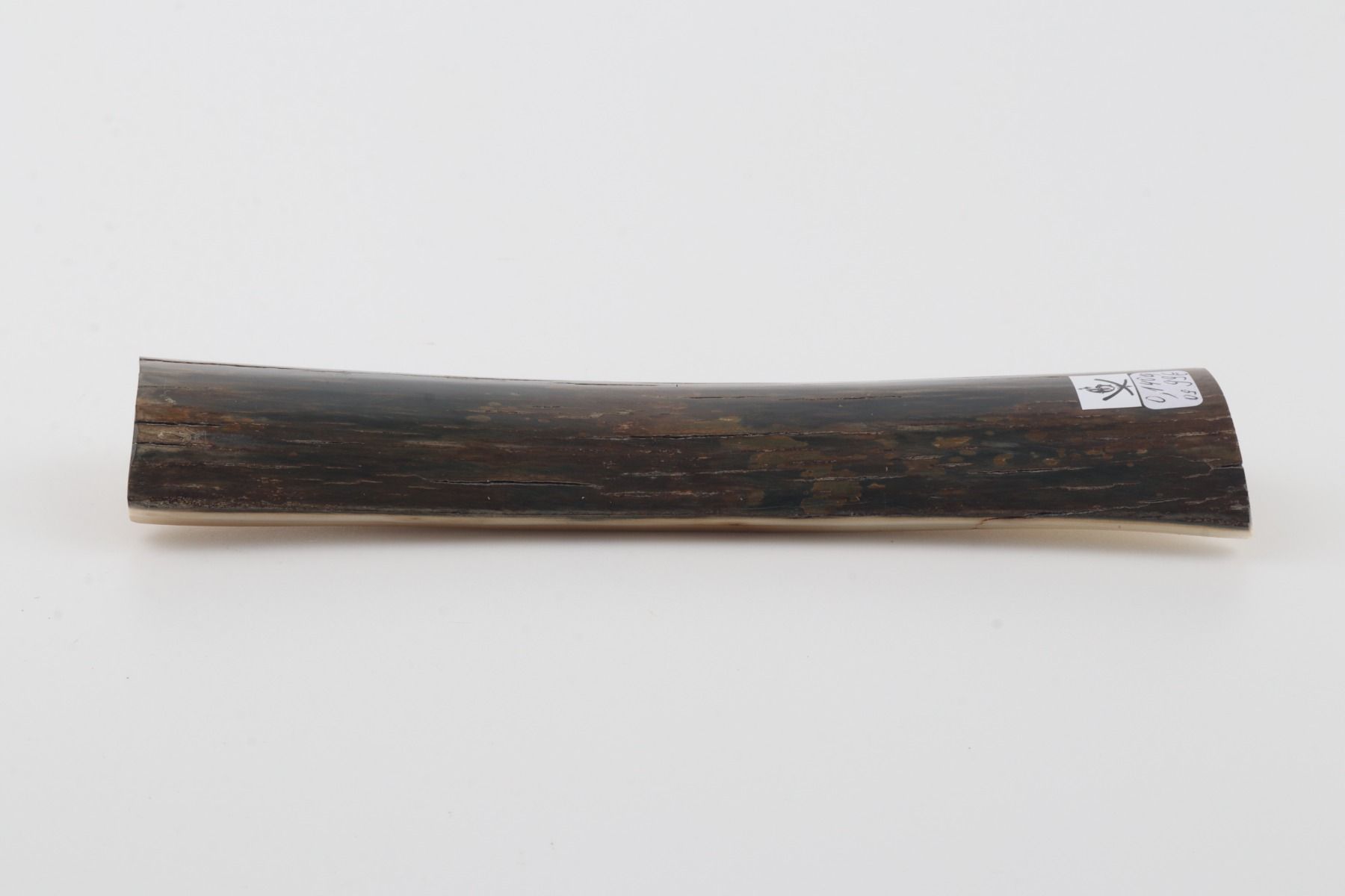 Brown-blue mammoth bark