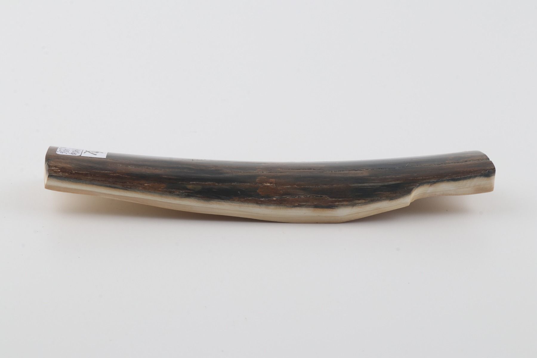 Brown-blue mammoth bark