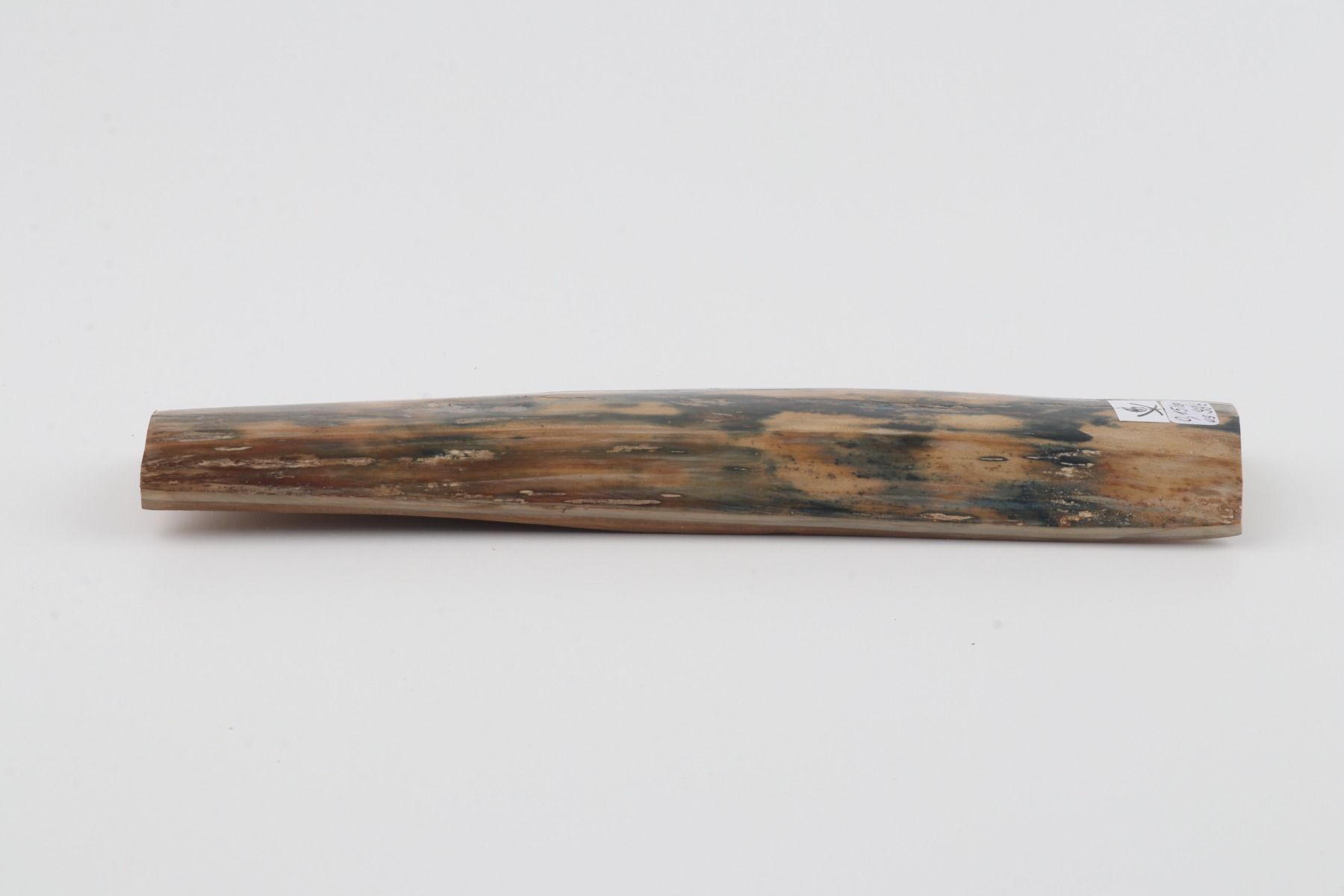 Blue-mustard mammoth bark