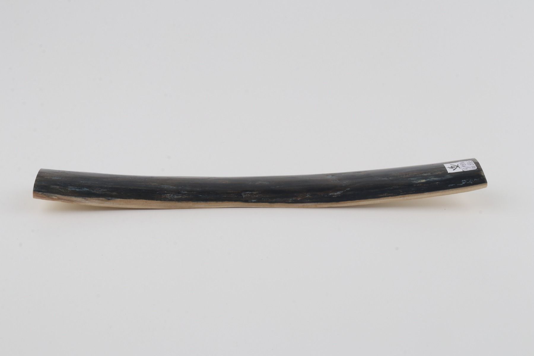 Blue mammoth bark