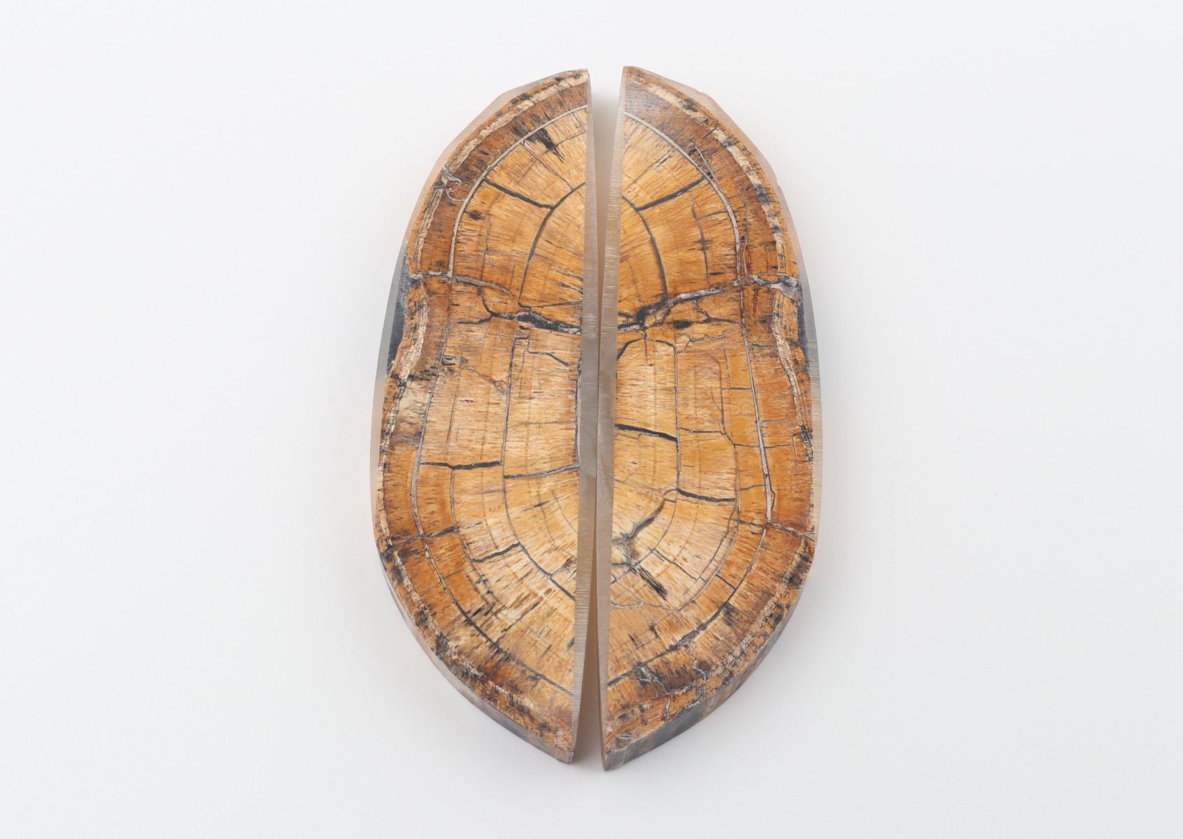 Stabilized mammoth ivory scales