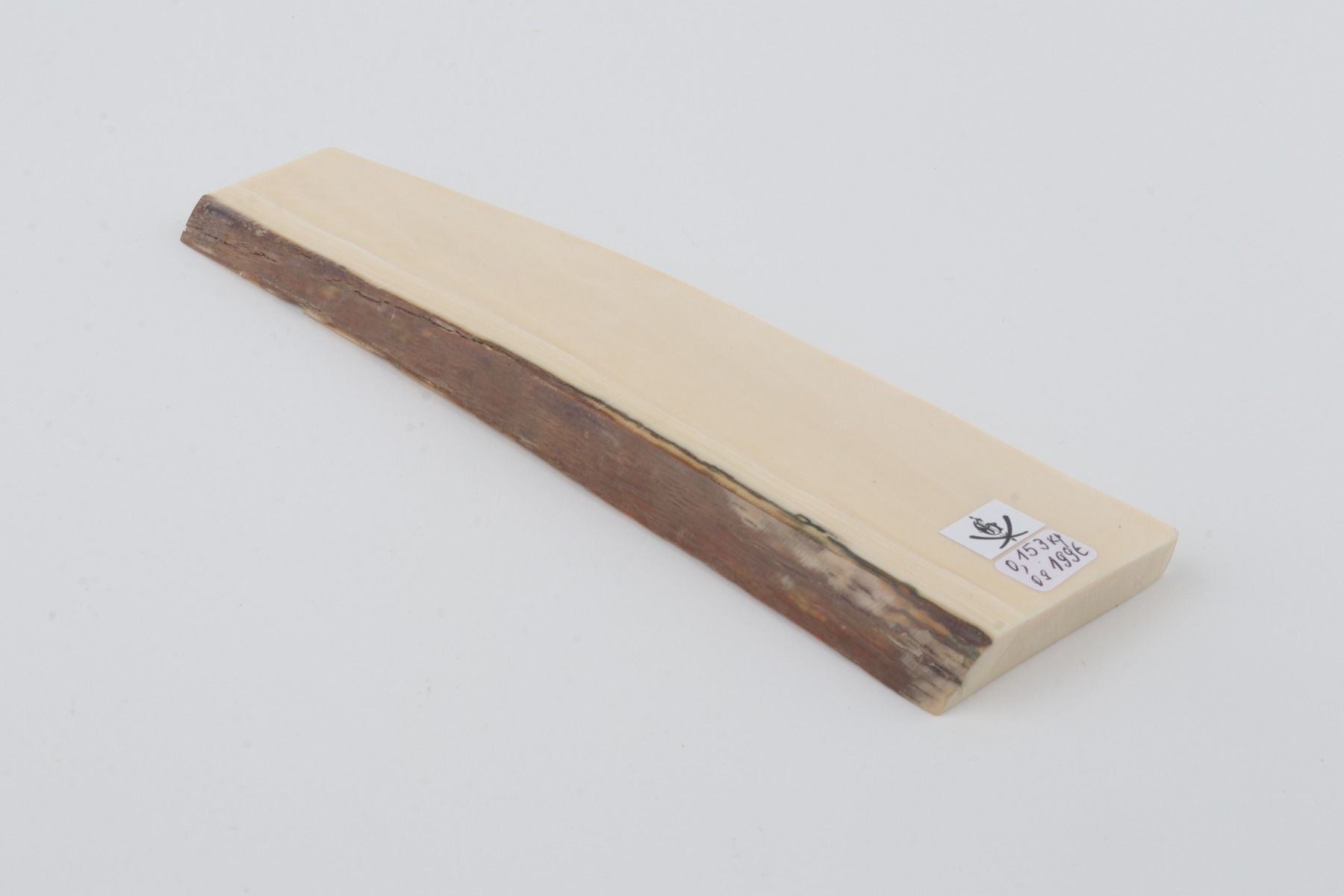 White mammoth ivory segment