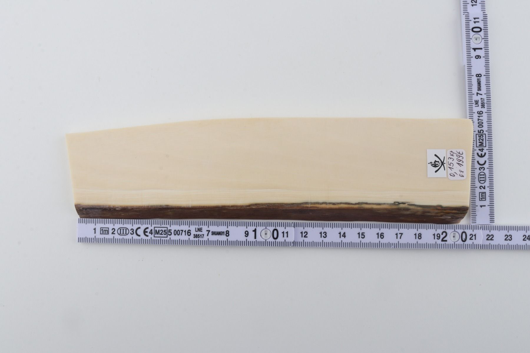 White mammoth ivory segment
