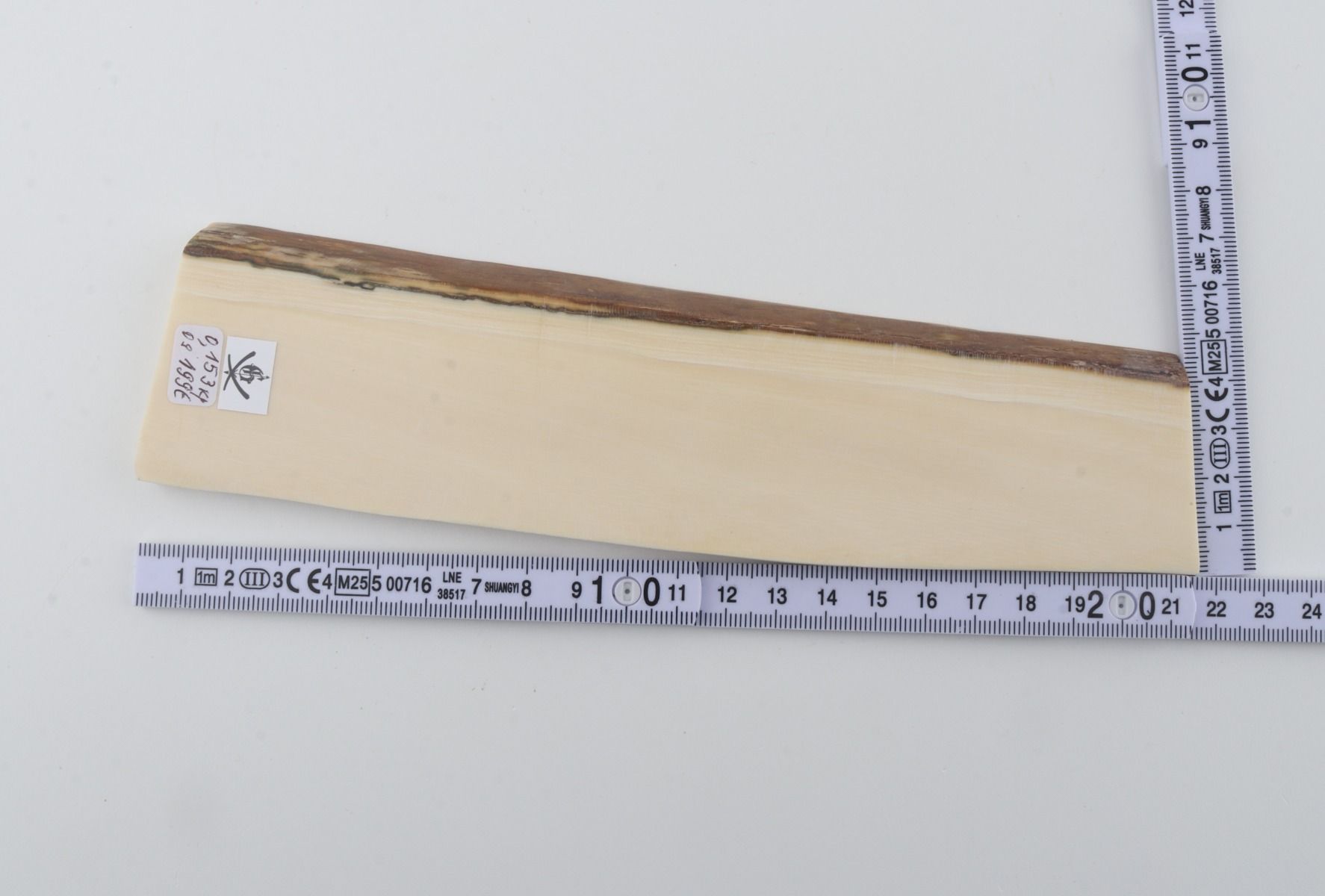 White mammoth ivory segment