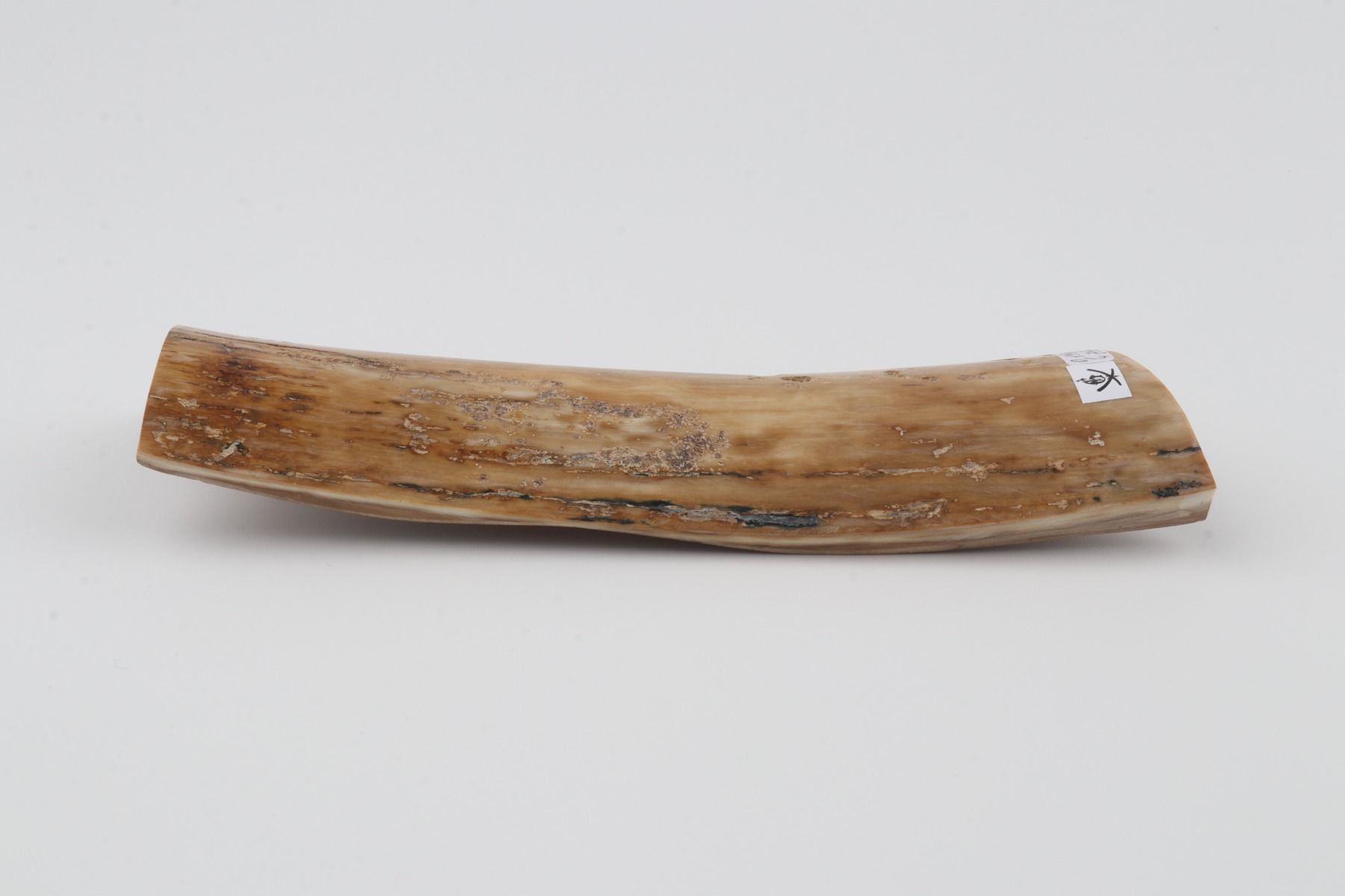 Beige mammoth bark