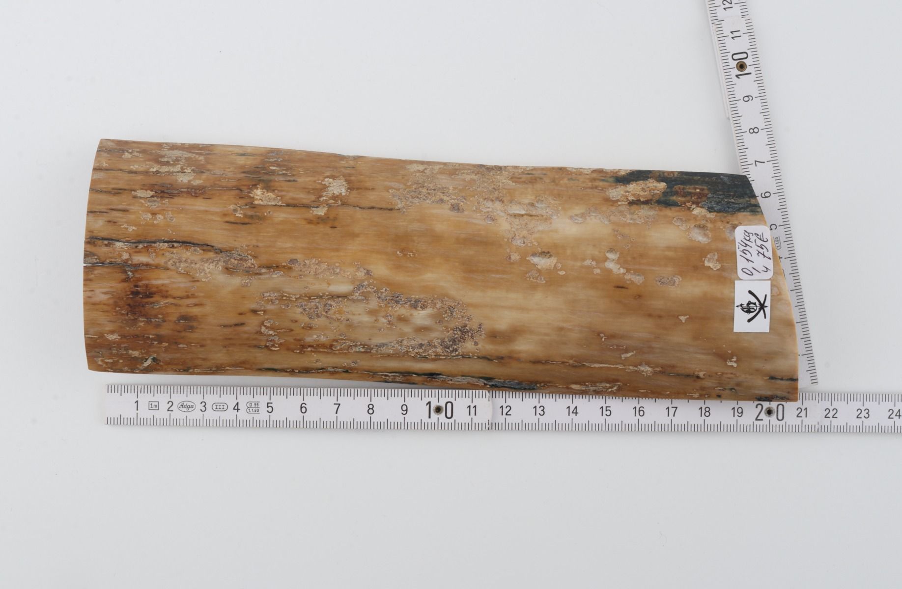 Beige mammoth bark