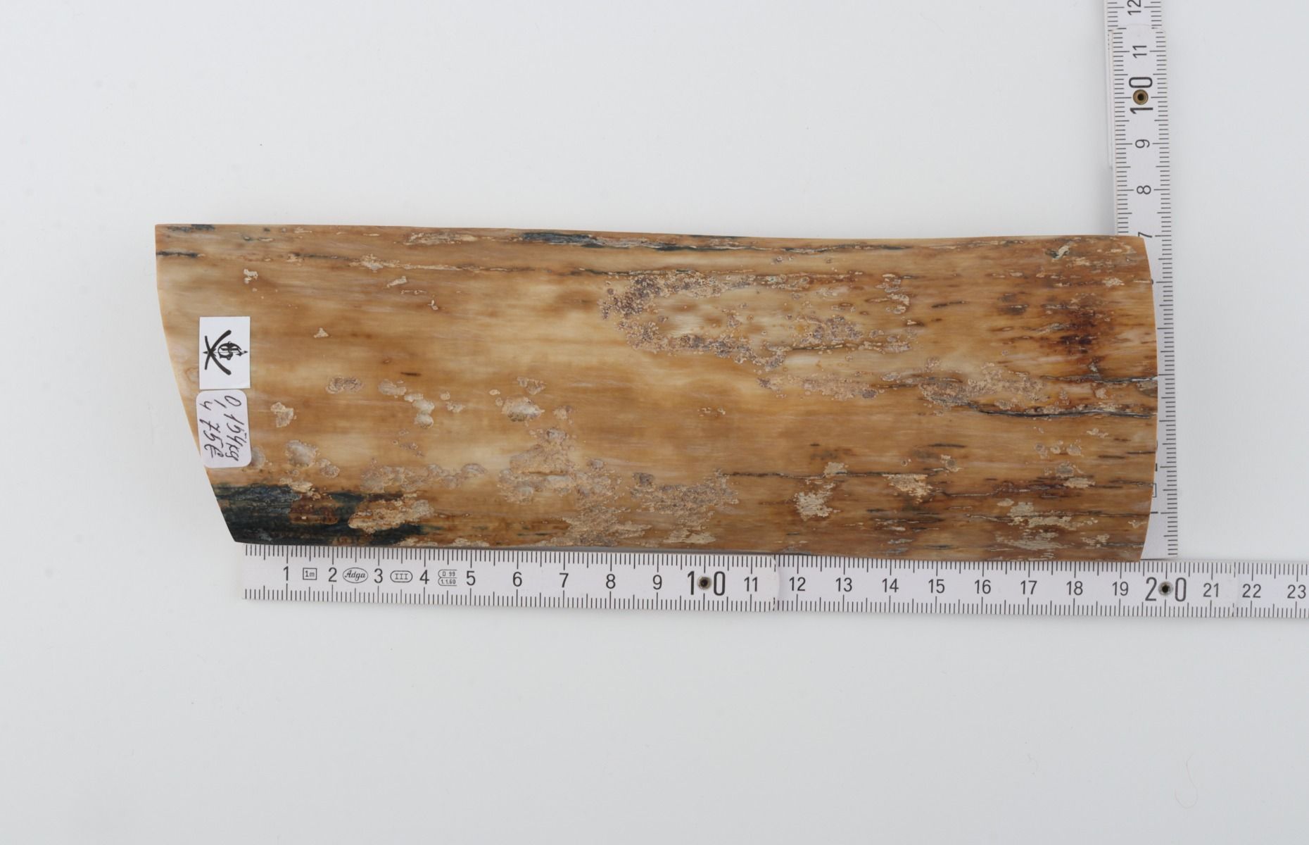 Beige mammoth bark
