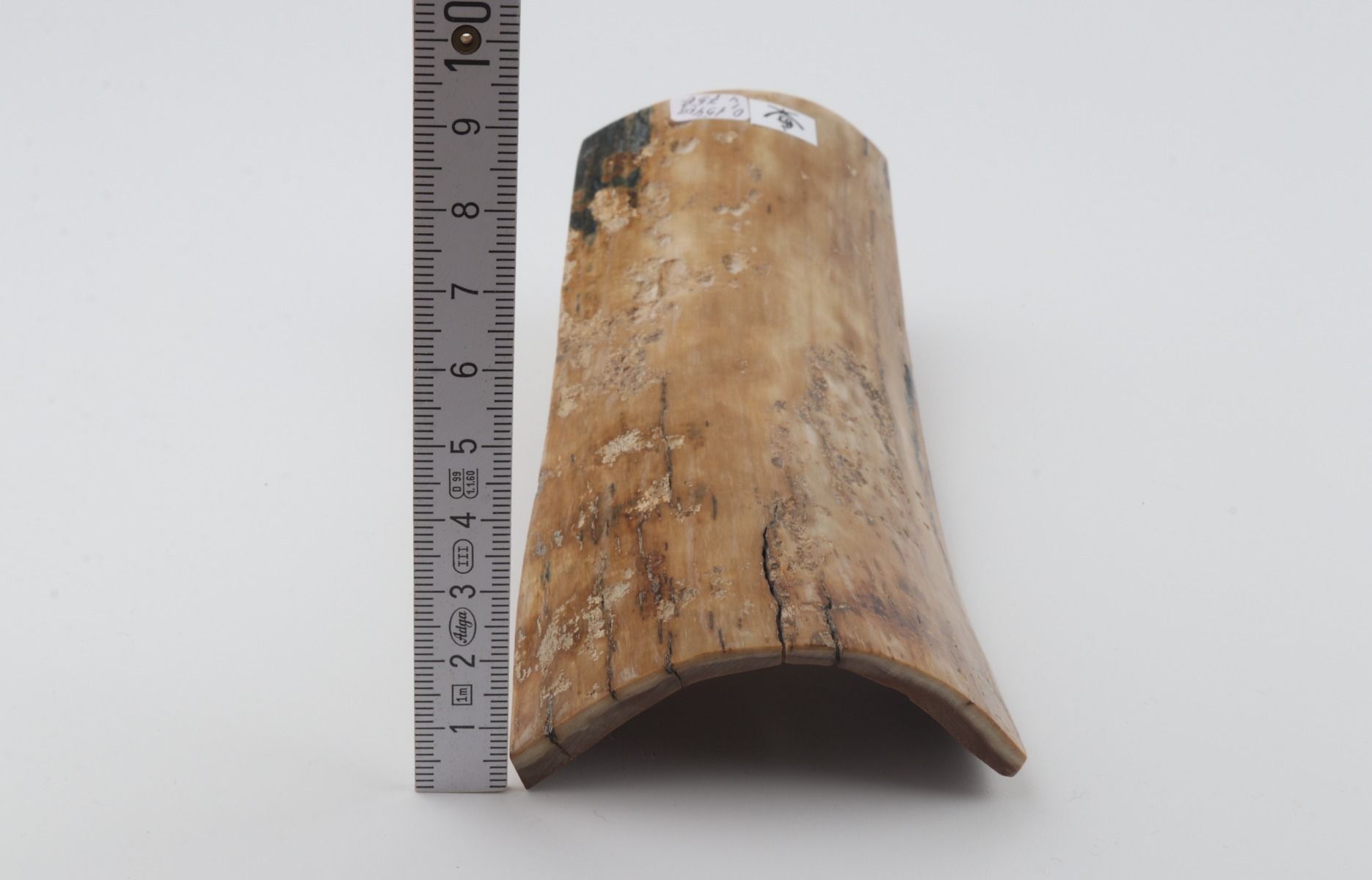 Beige mammoth bark