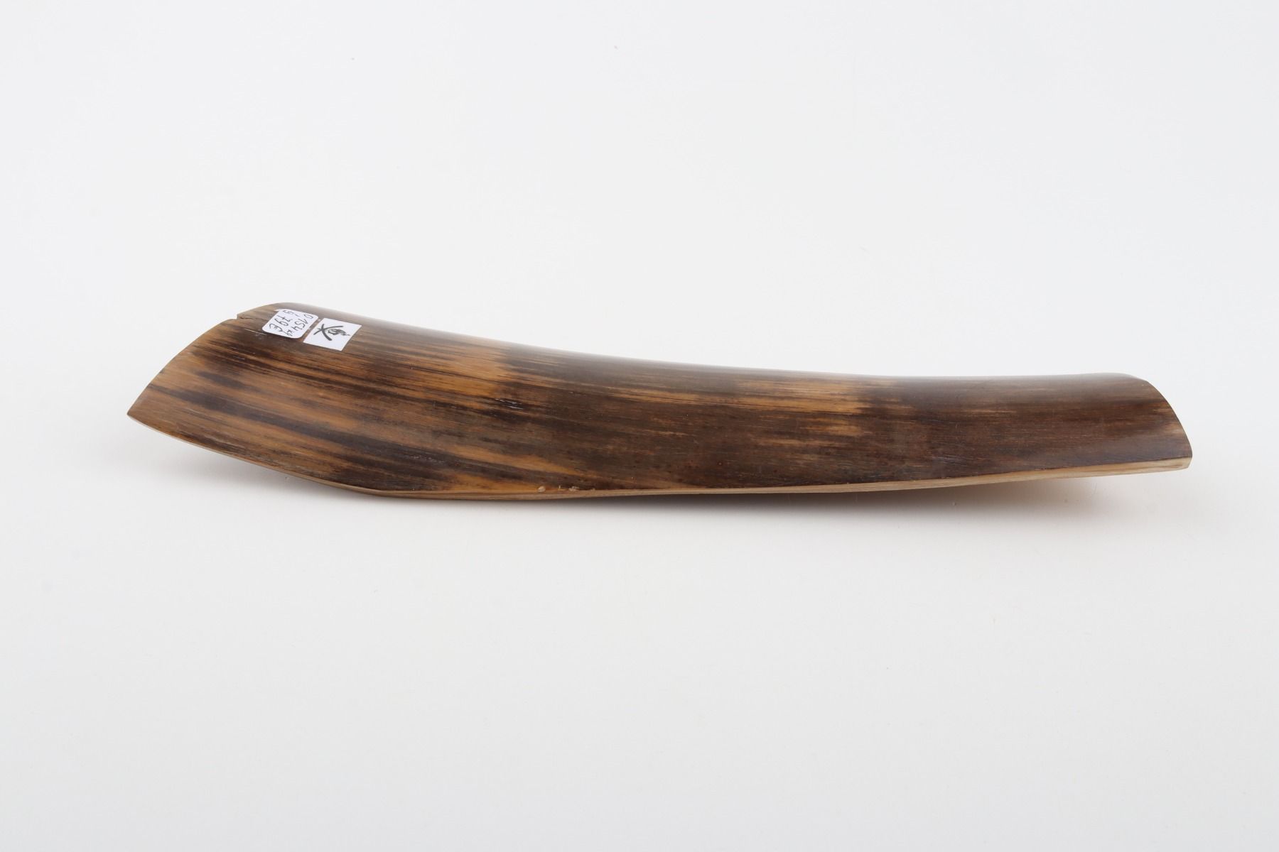 Brown mammoth bark