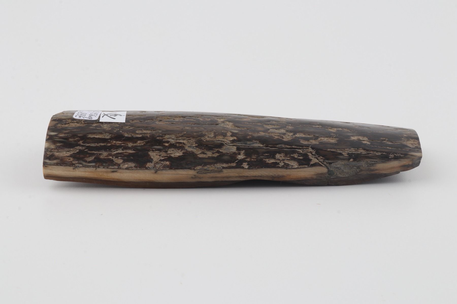 Brown mammoth bark