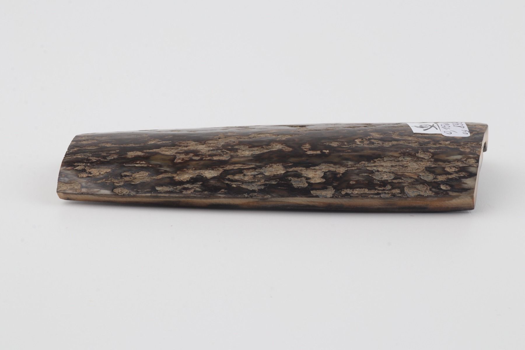 Brown mammoth bark