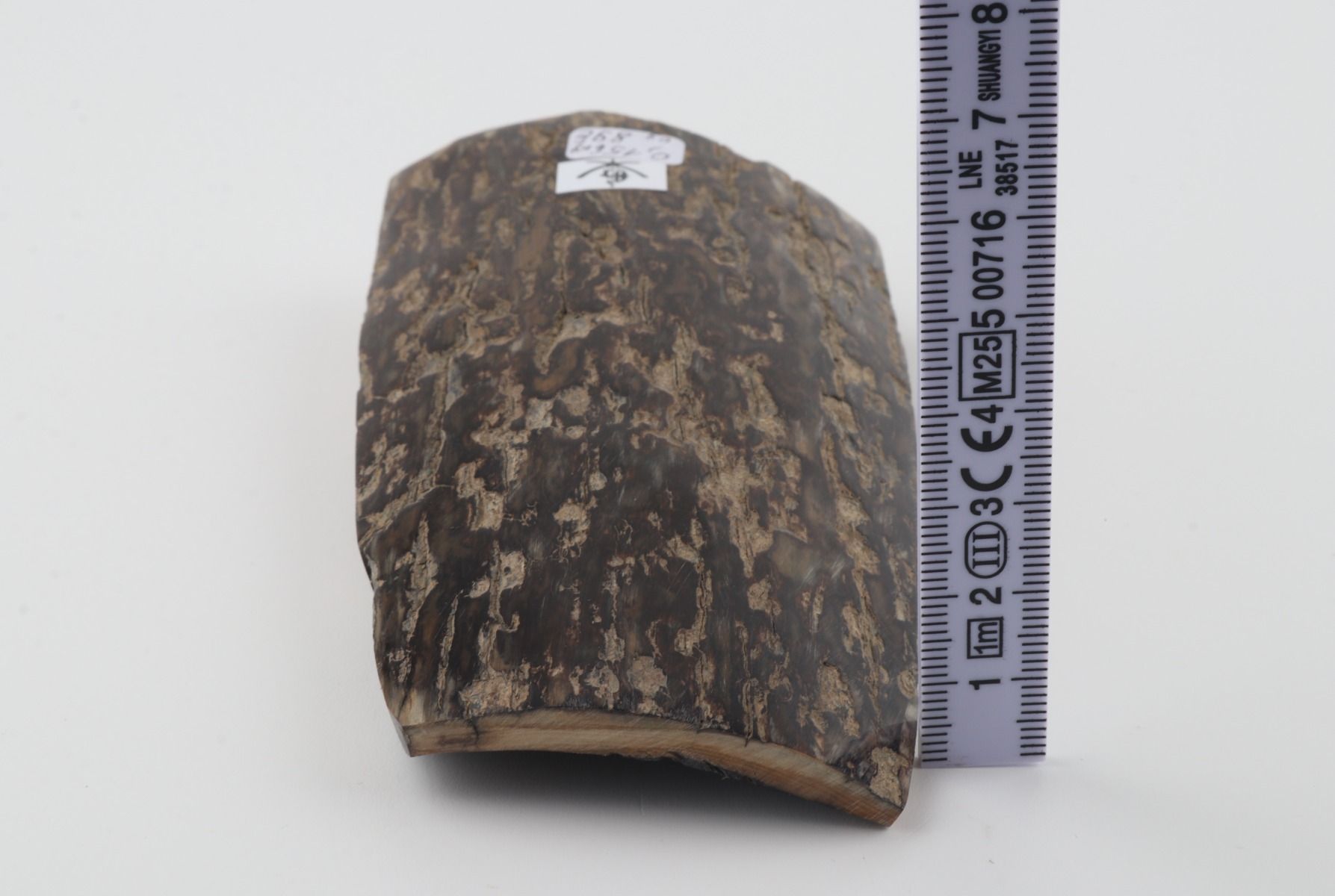Brown mammoth bark
