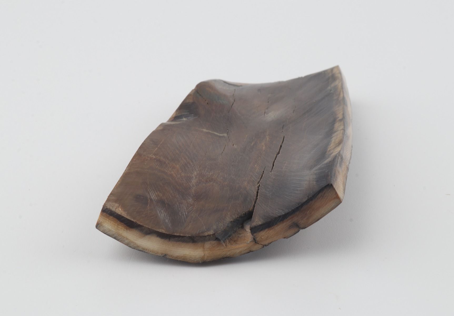 Brown mammoth bark
