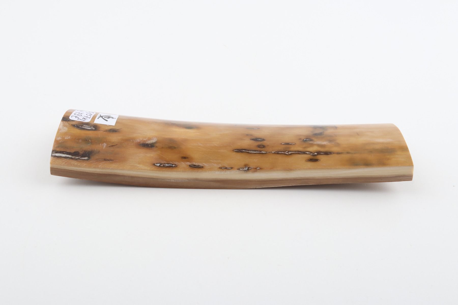 Beige mammoth bark