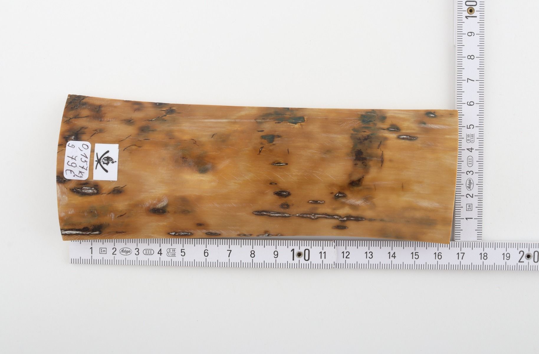 Beige mammoth bark