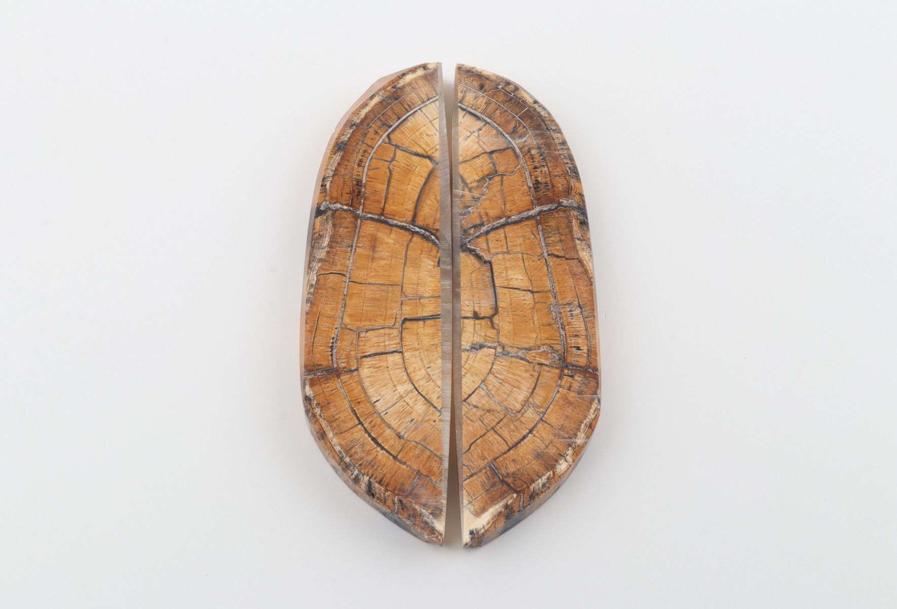 Stabilized mammoth ivory scales