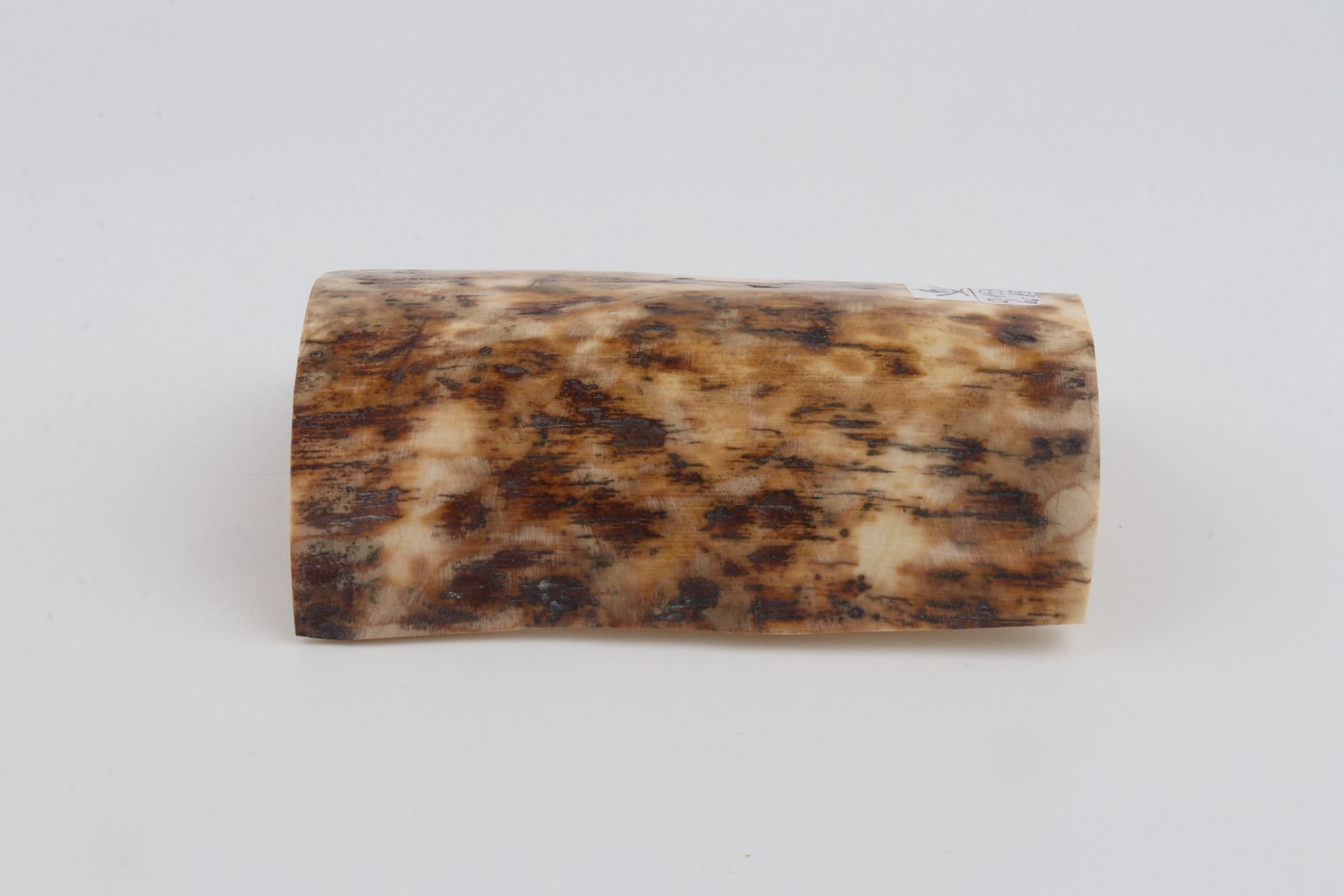 Beige-brown mammoth bark
