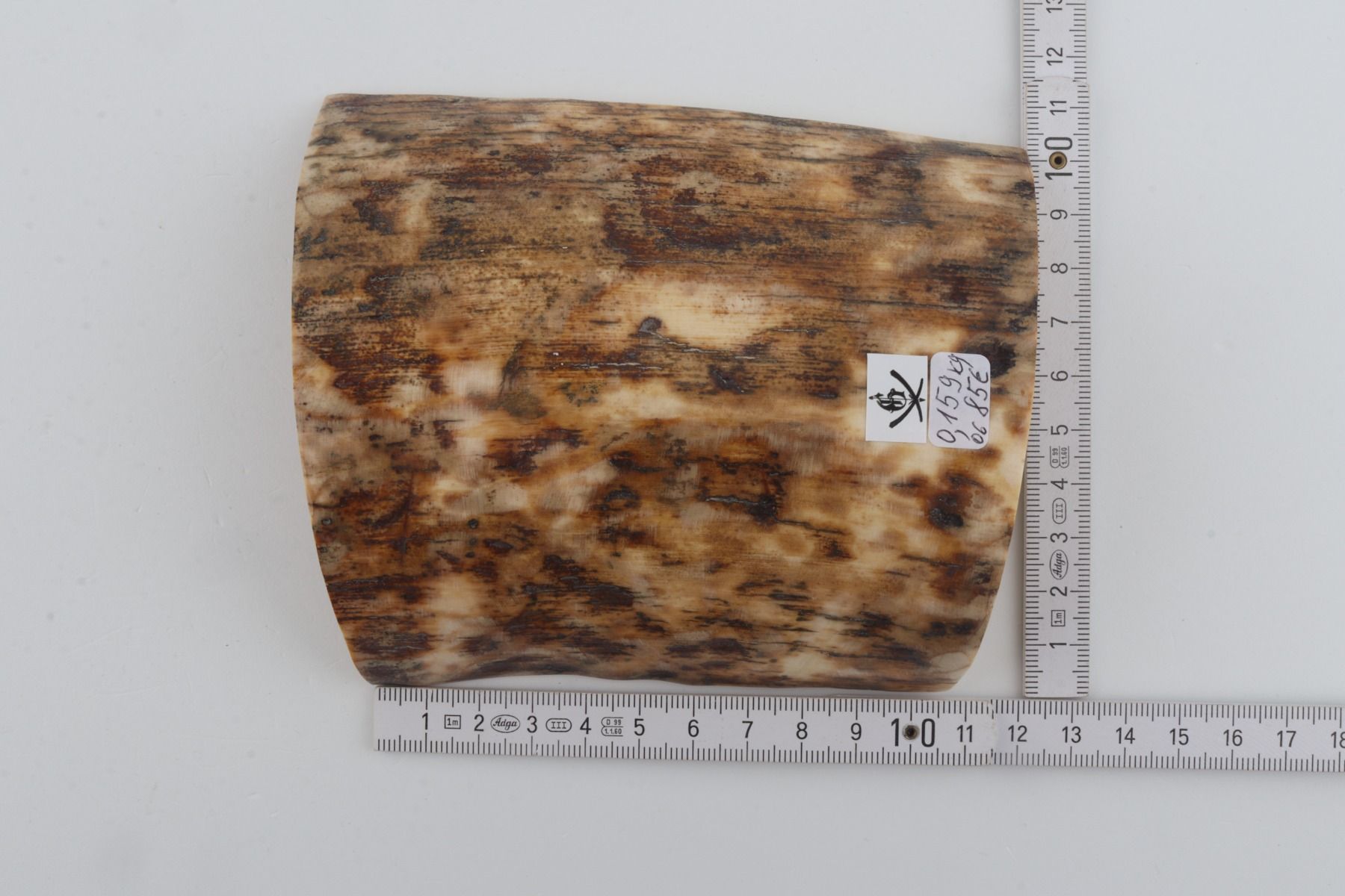 Beige-brown mammoth bark