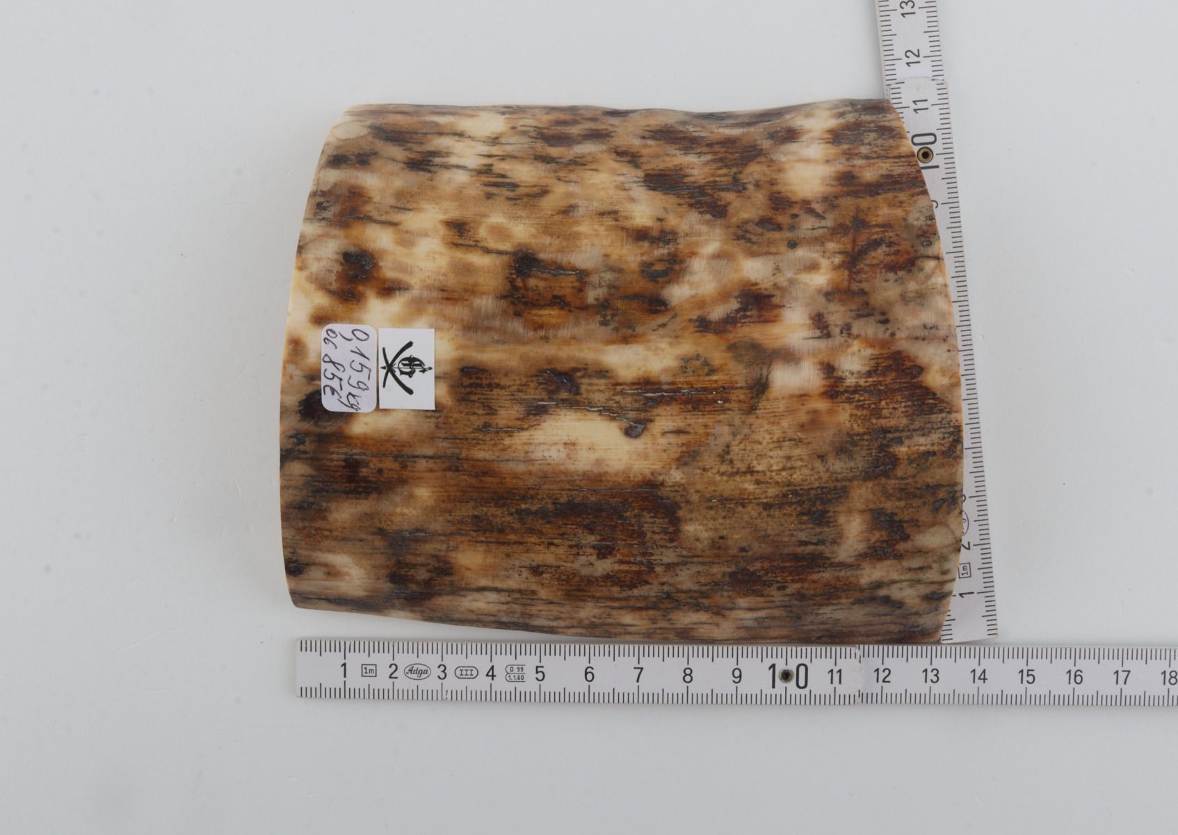 Beige-brown mammoth bark