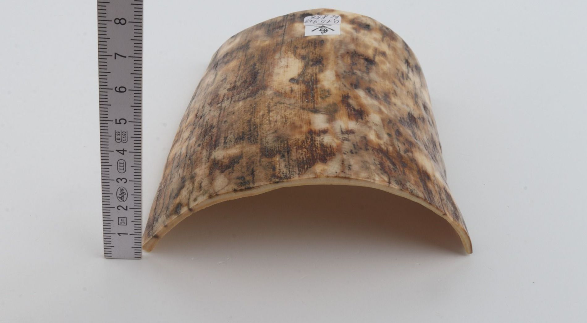 Beige-brown mammoth bark