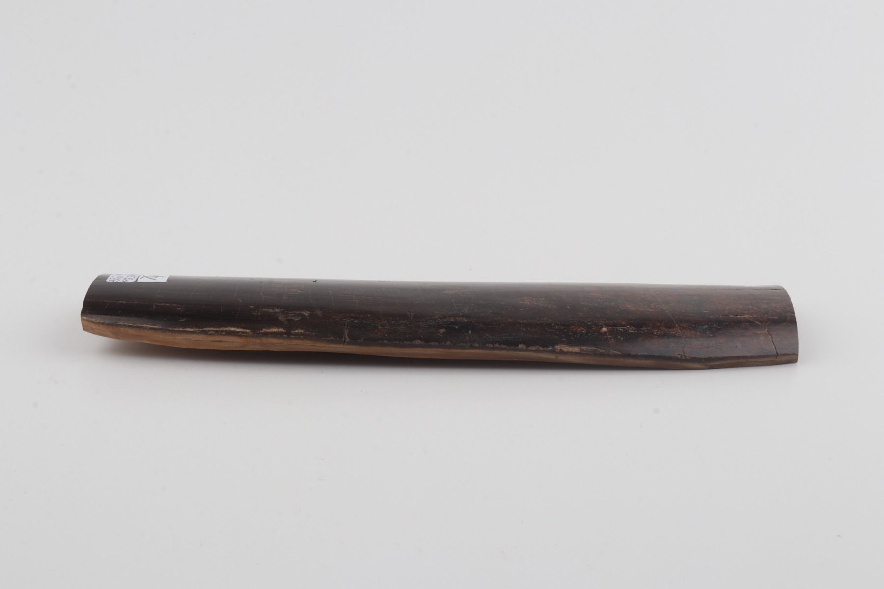 Brown mammoth bark