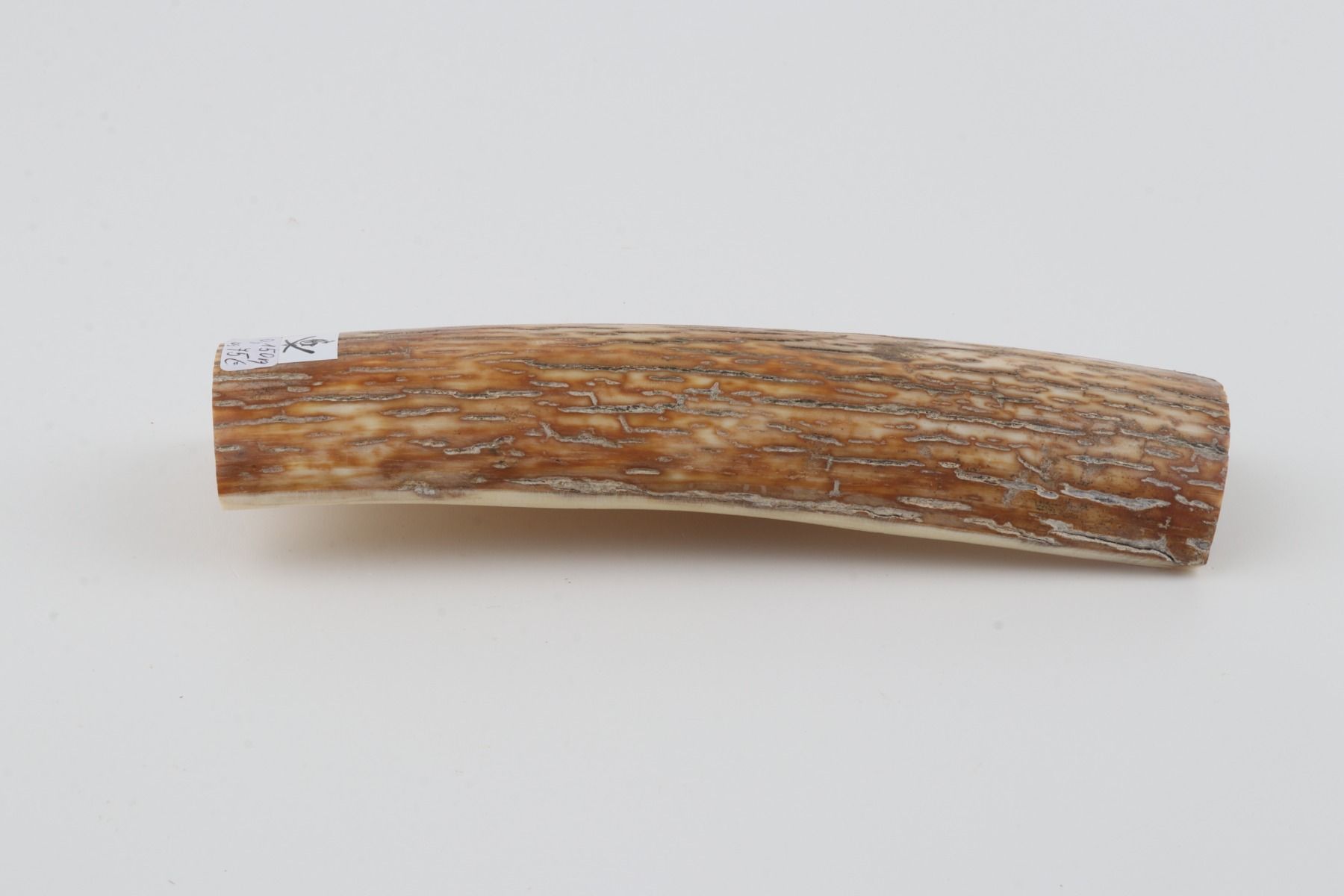 Orange mammoth bark