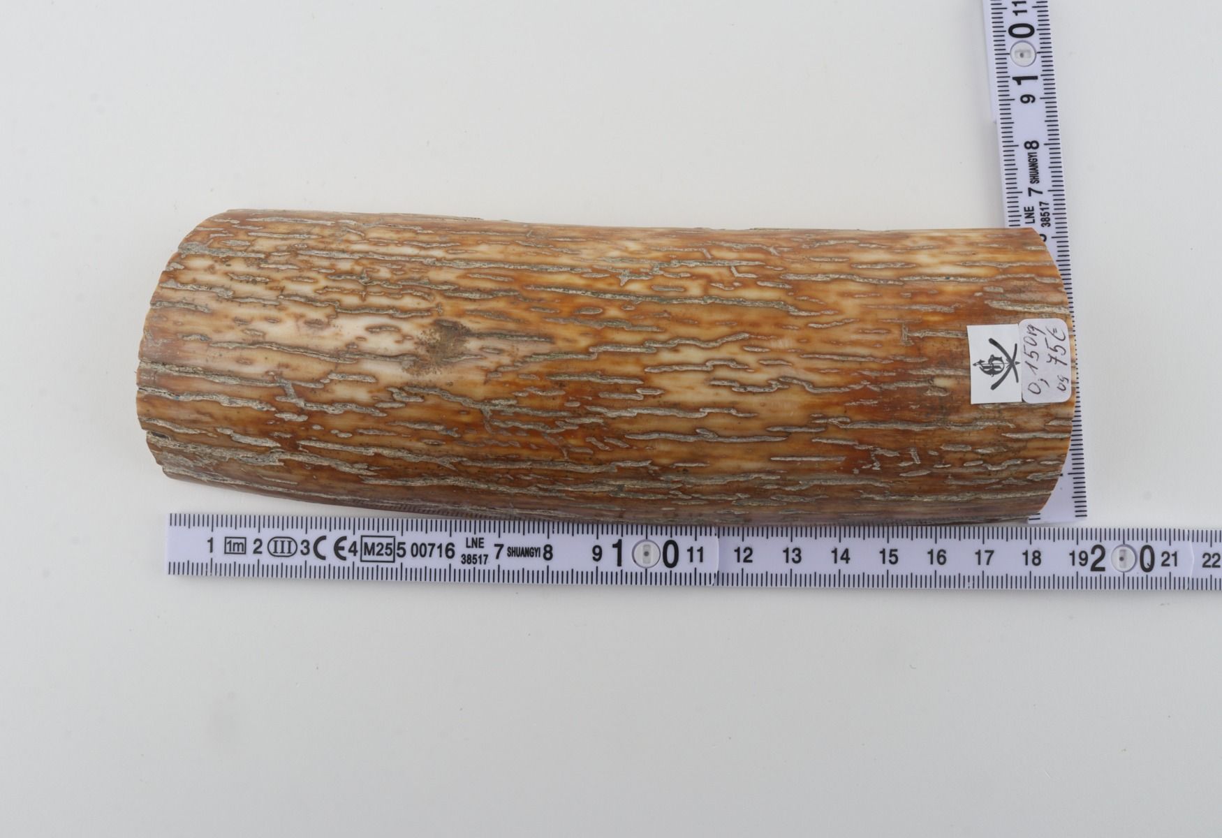 Orange mammoth bark