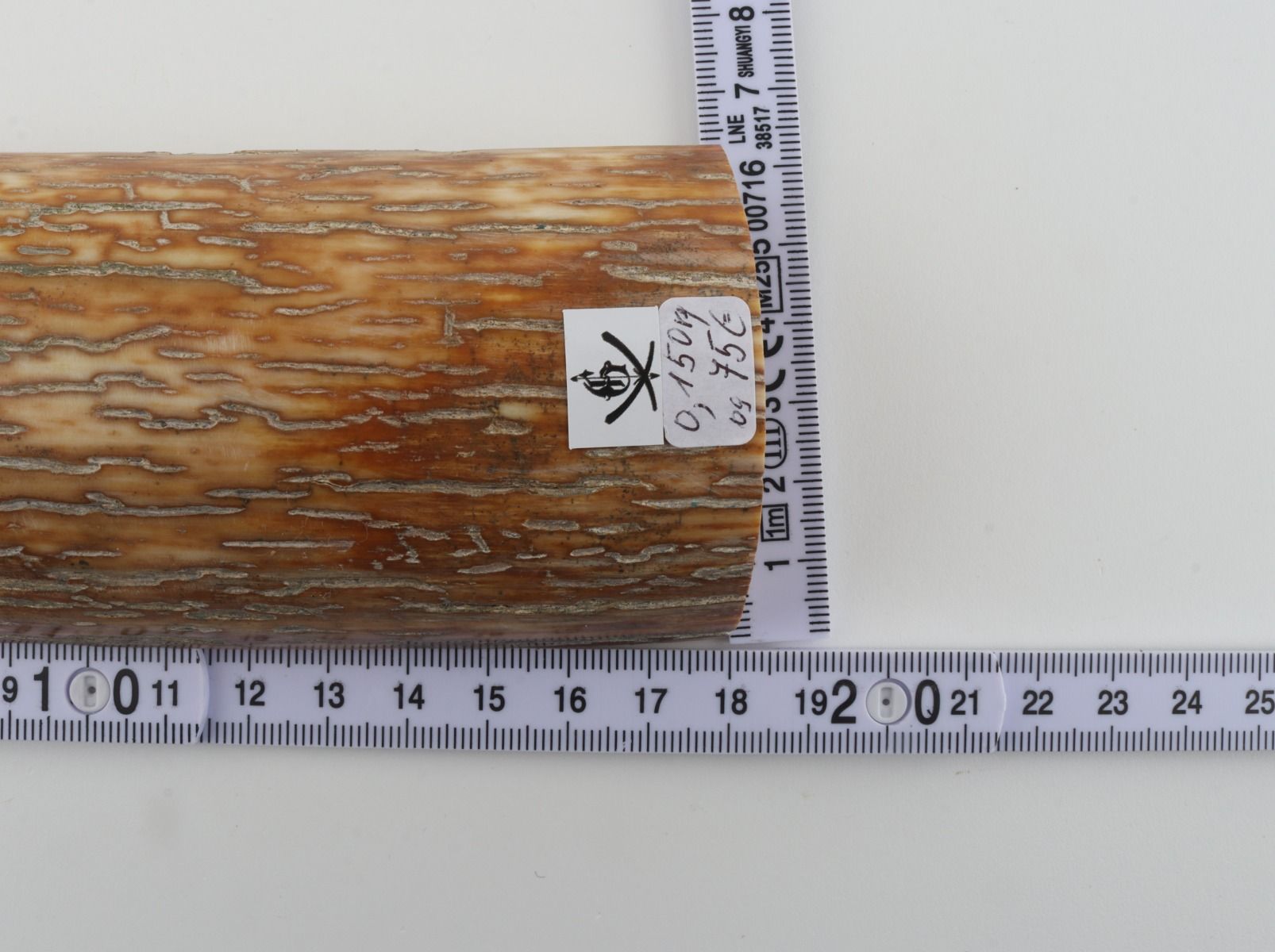 Orange mammoth bark