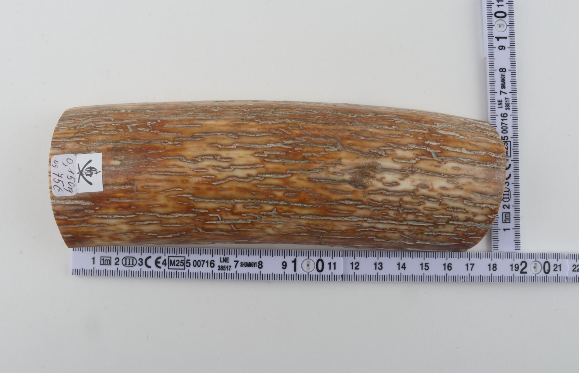 Orange mammoth bark